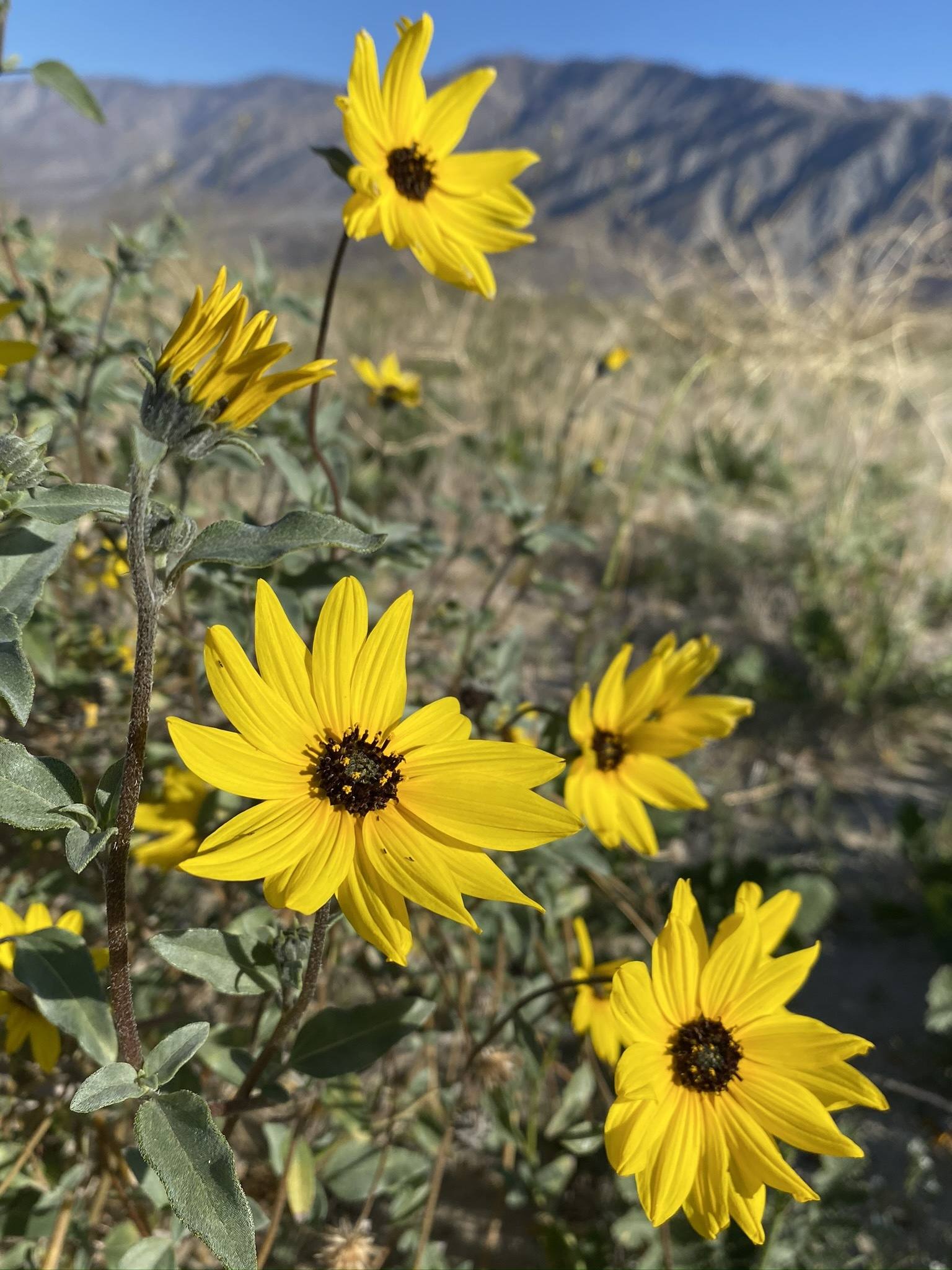 Helianthus petiolaris