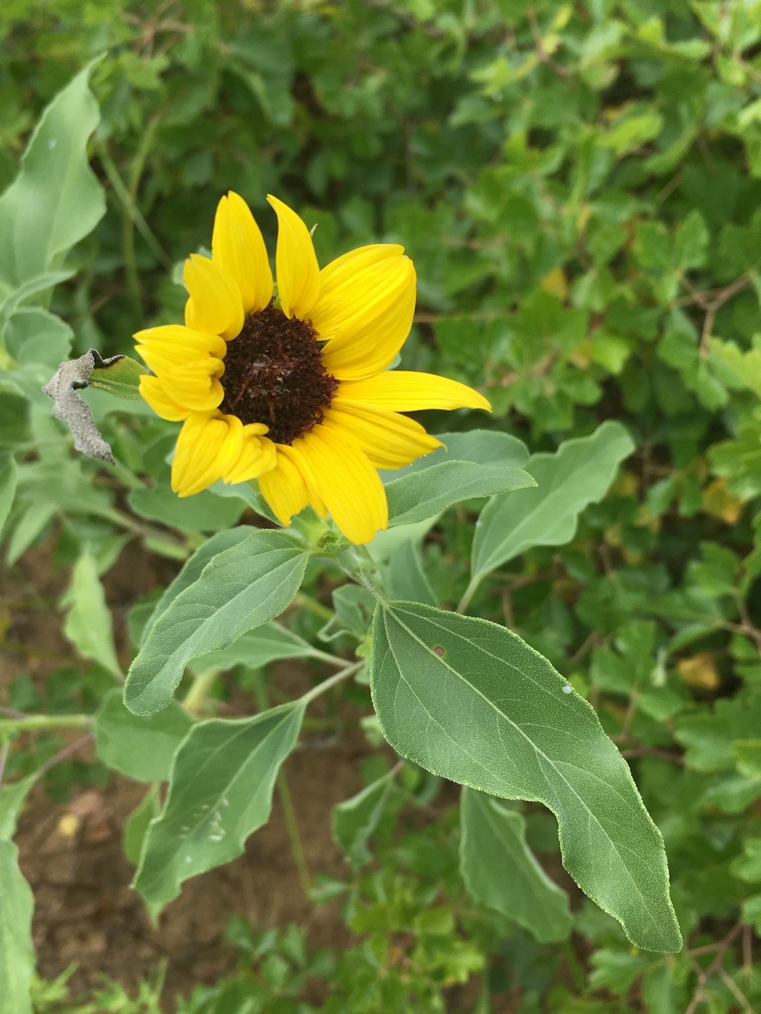Helianthus petiolaris