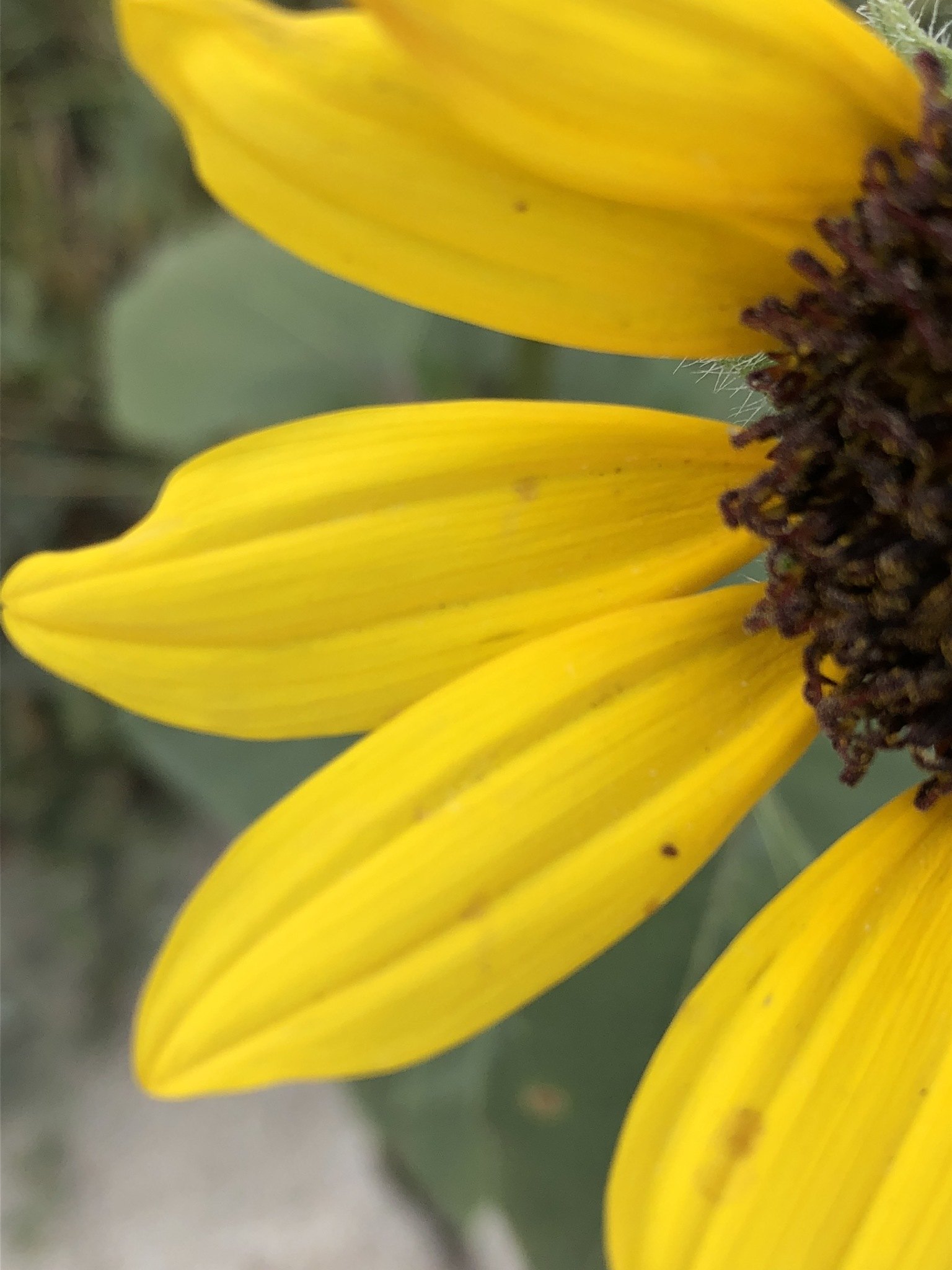 Helianthus petiolaris