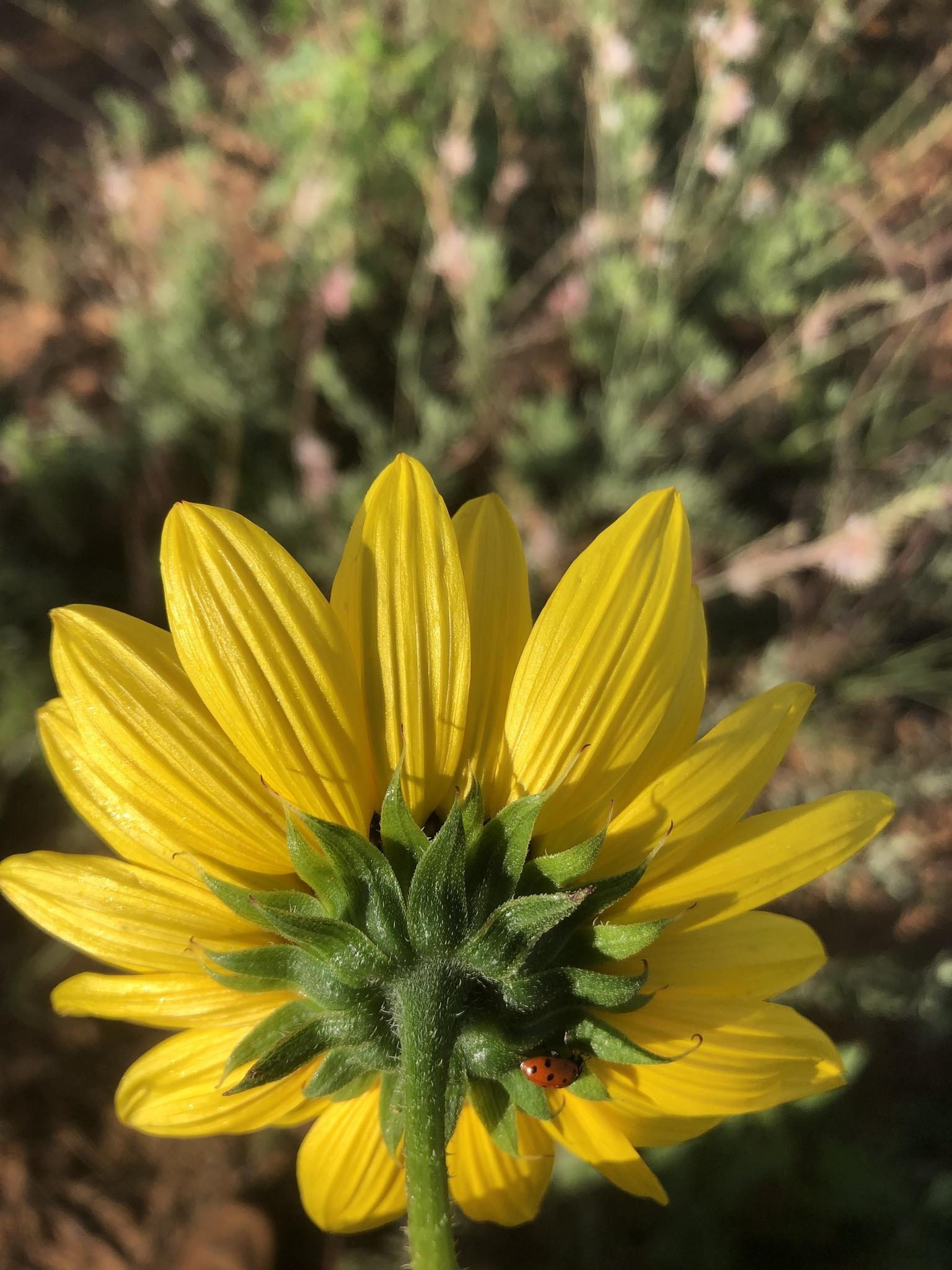 Helianthus petiolaris