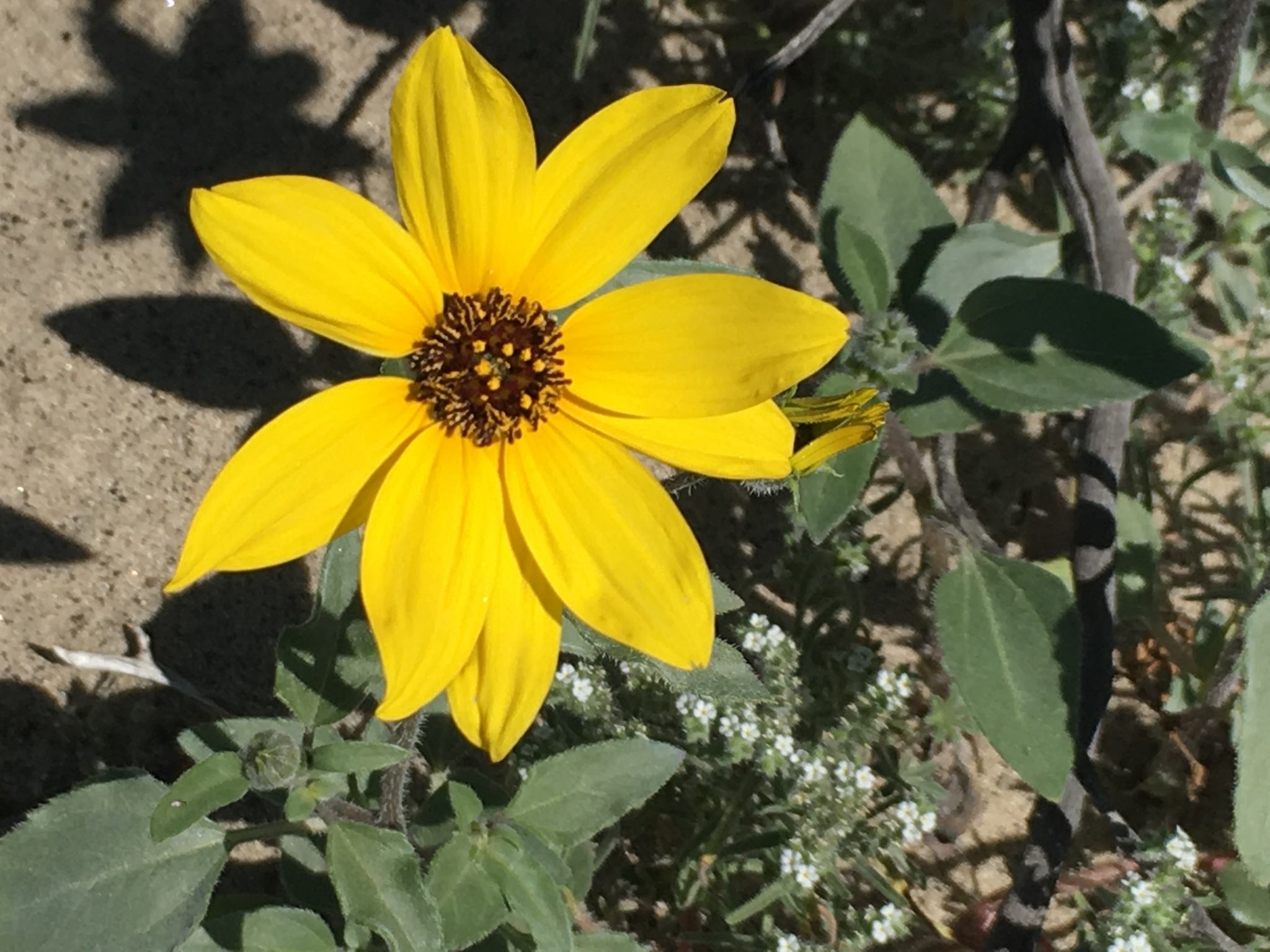 Helianthus petiolaris
