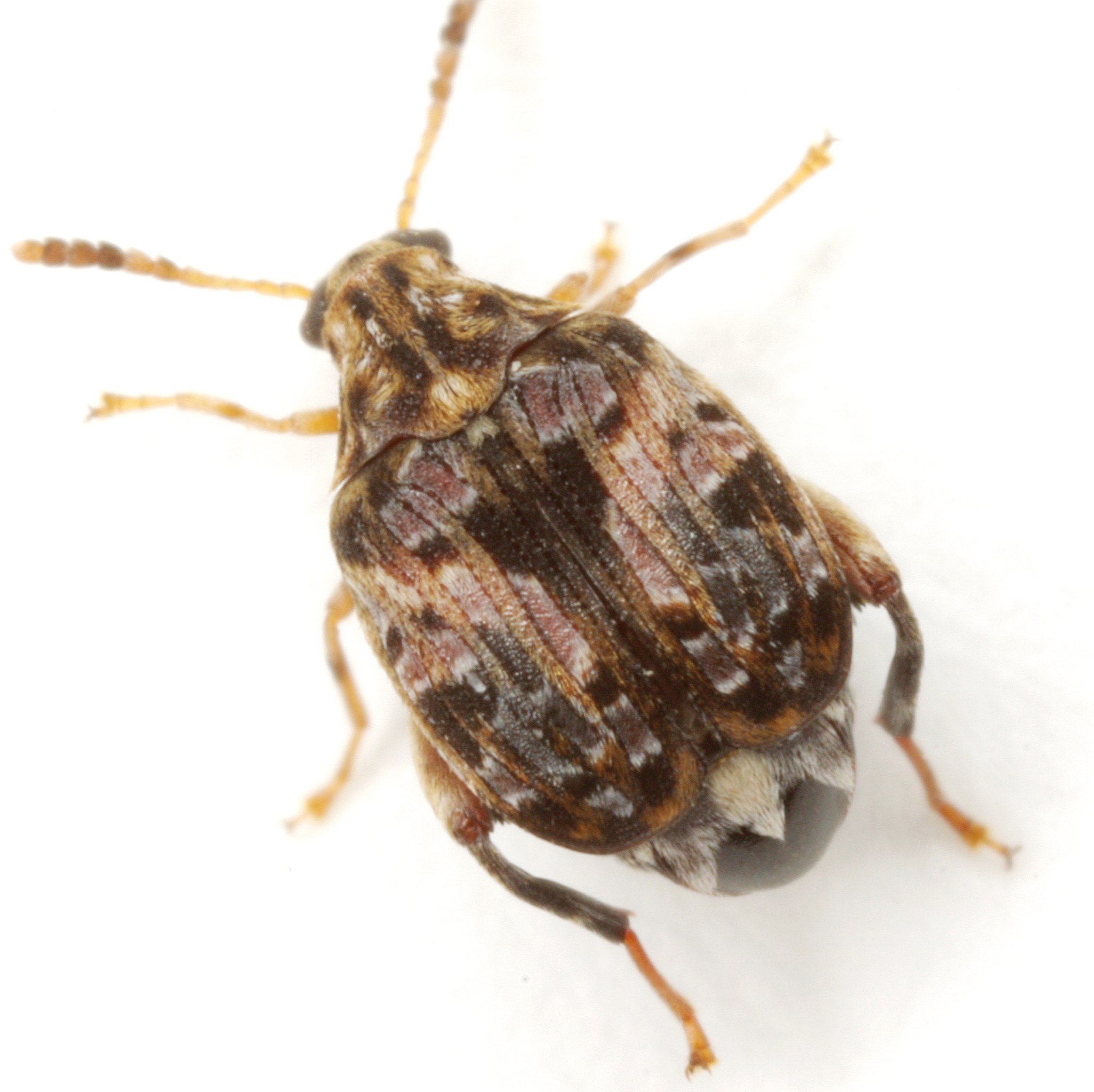 Gibbobruchus