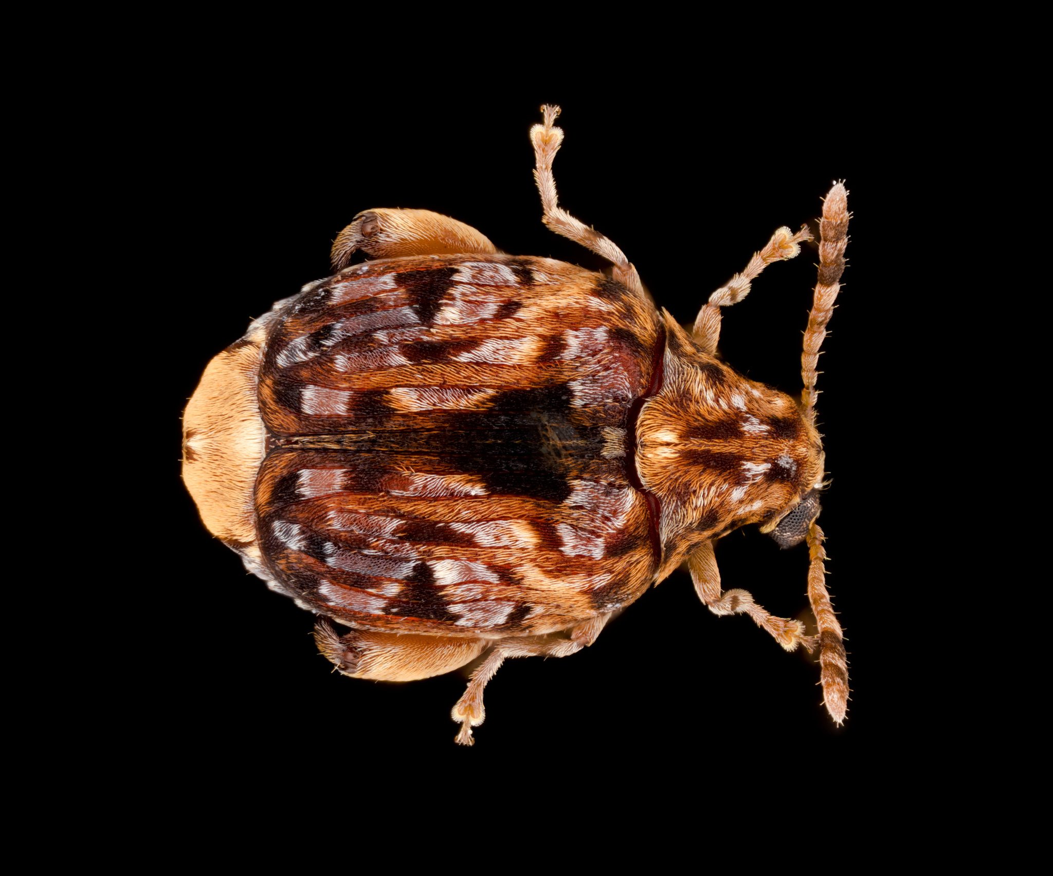 Gibbobruchus