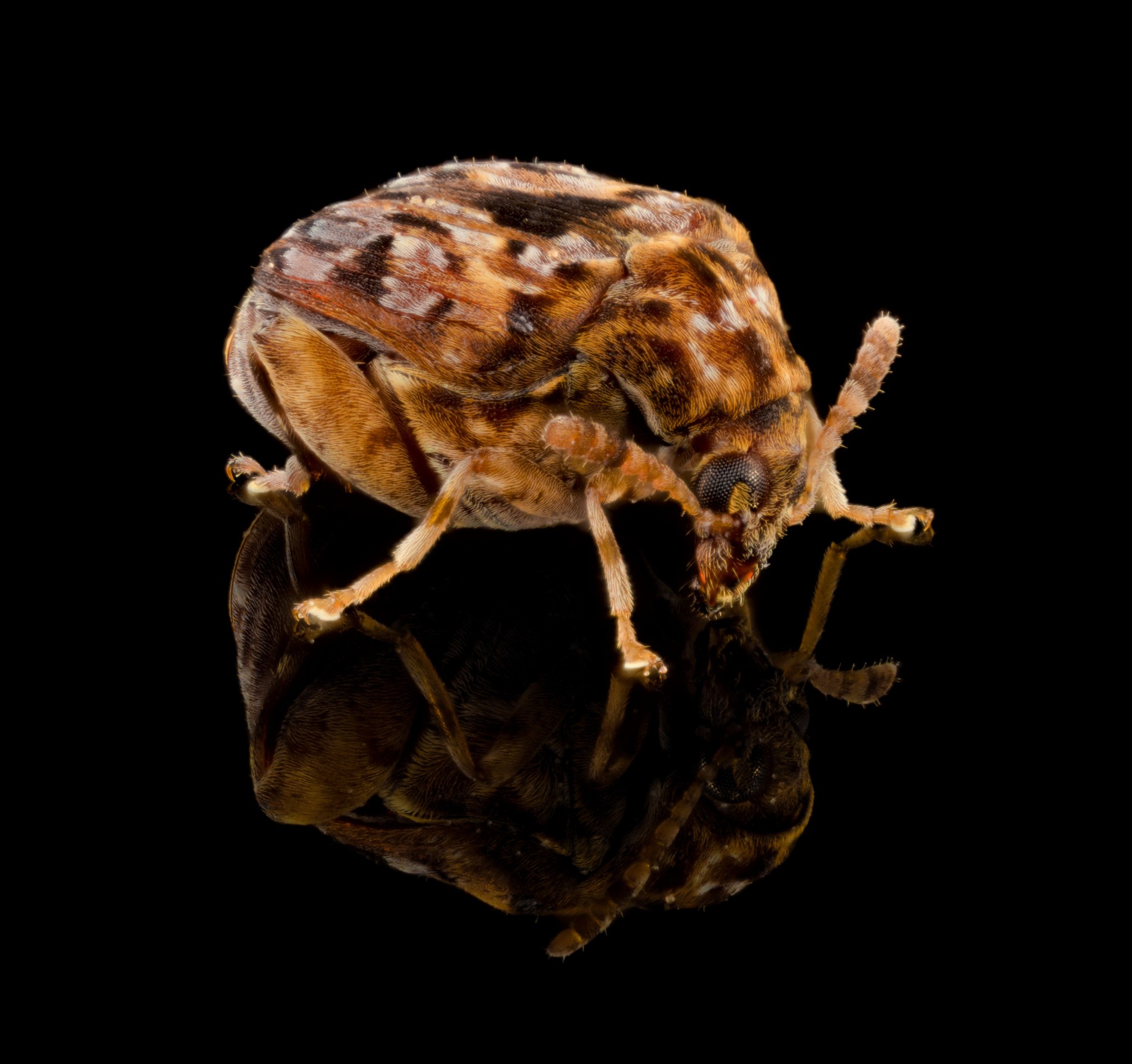 Gibbobruchus