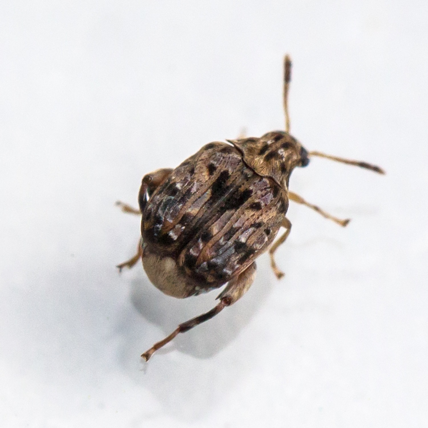 Gibbobruchus