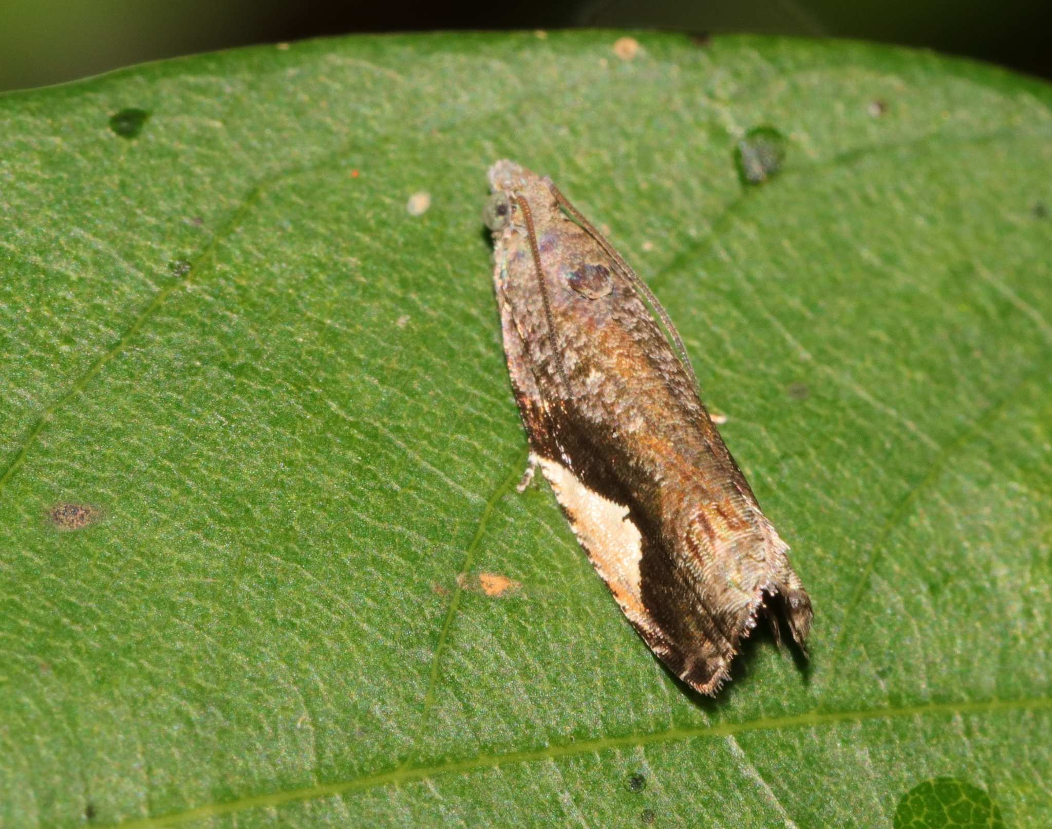Statherotis discana