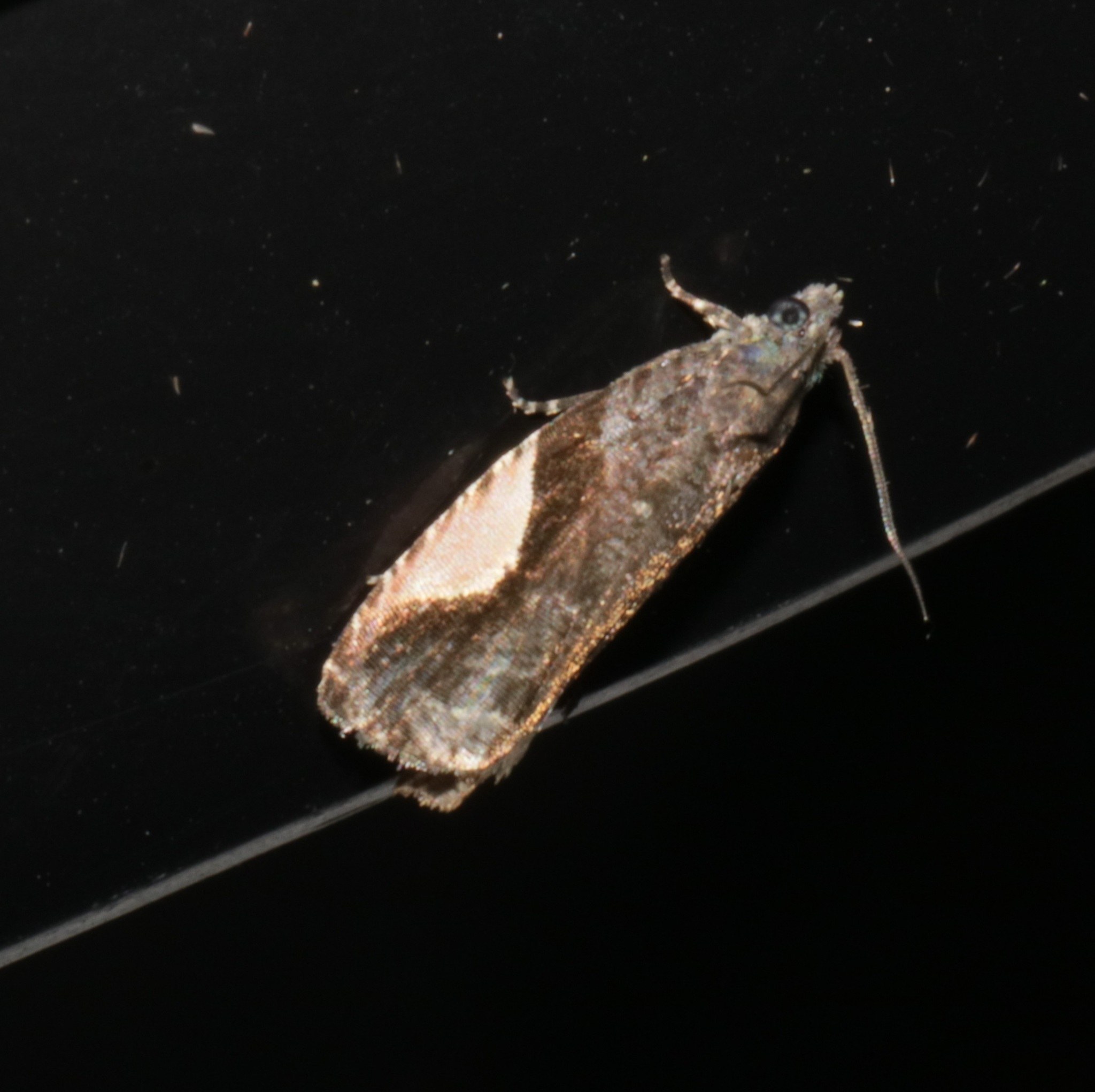 Statherotis discana