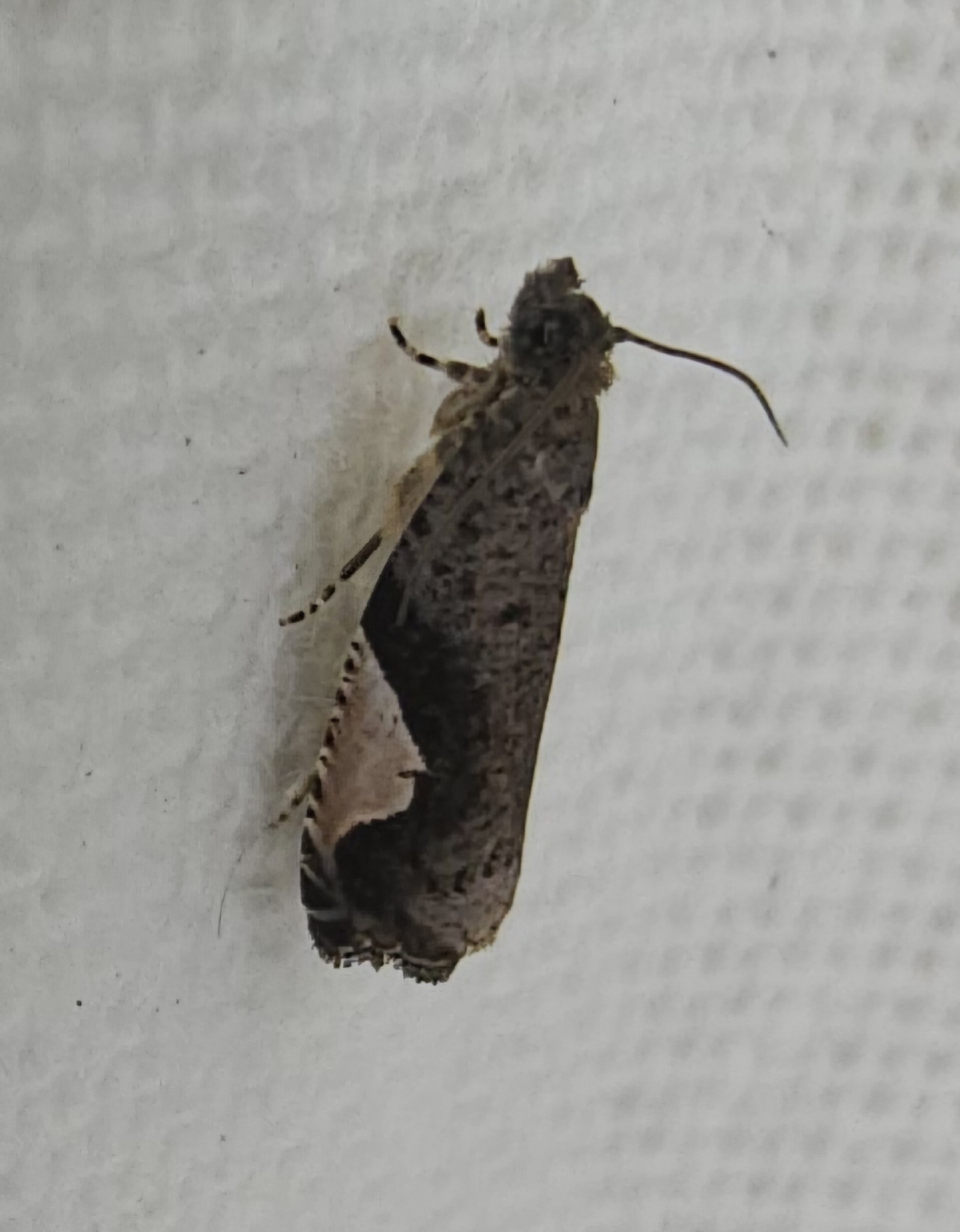 Statherotis discana