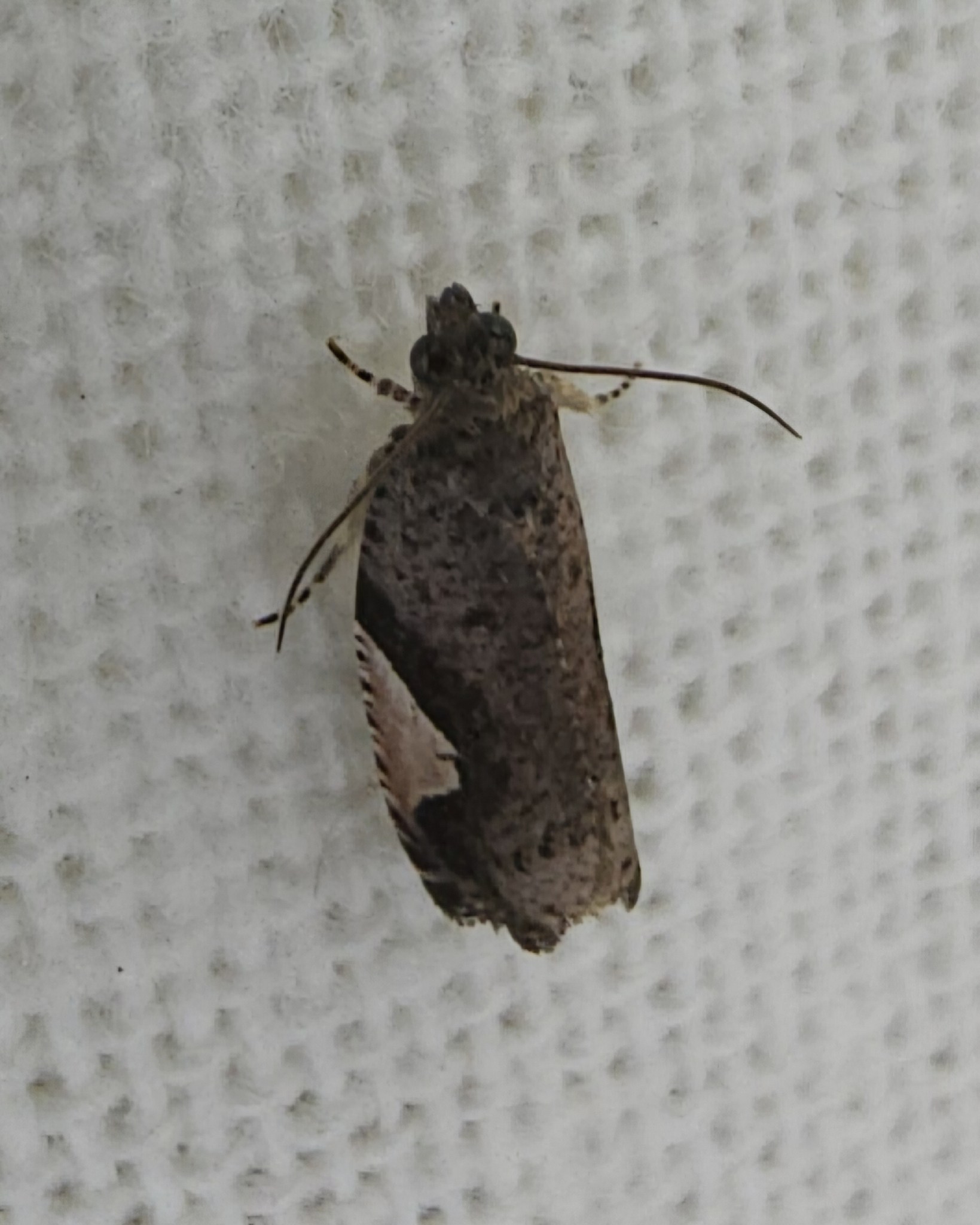 Statherotis discana
