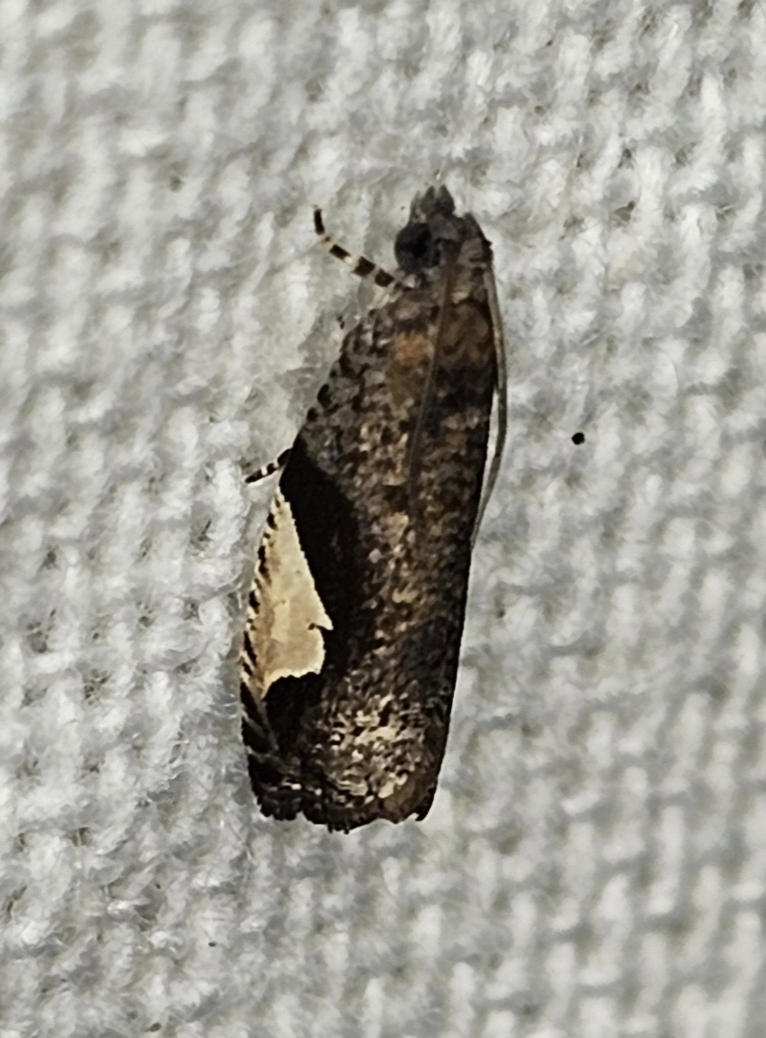 Statherotis discana