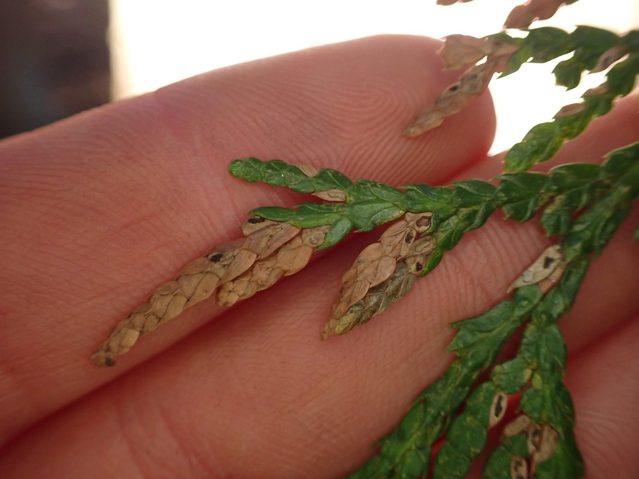 Didymascella thujina