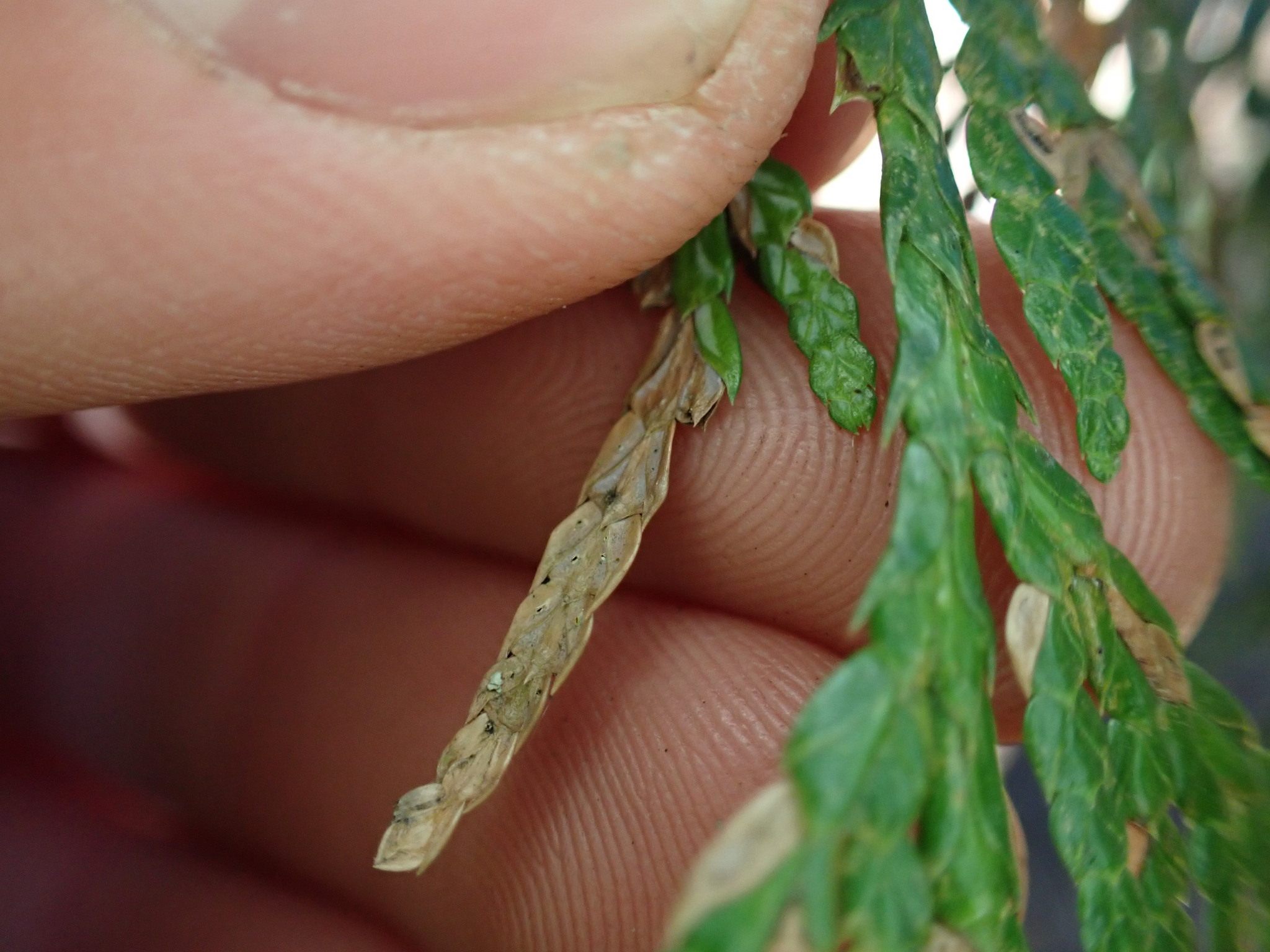 Didymascella thujina