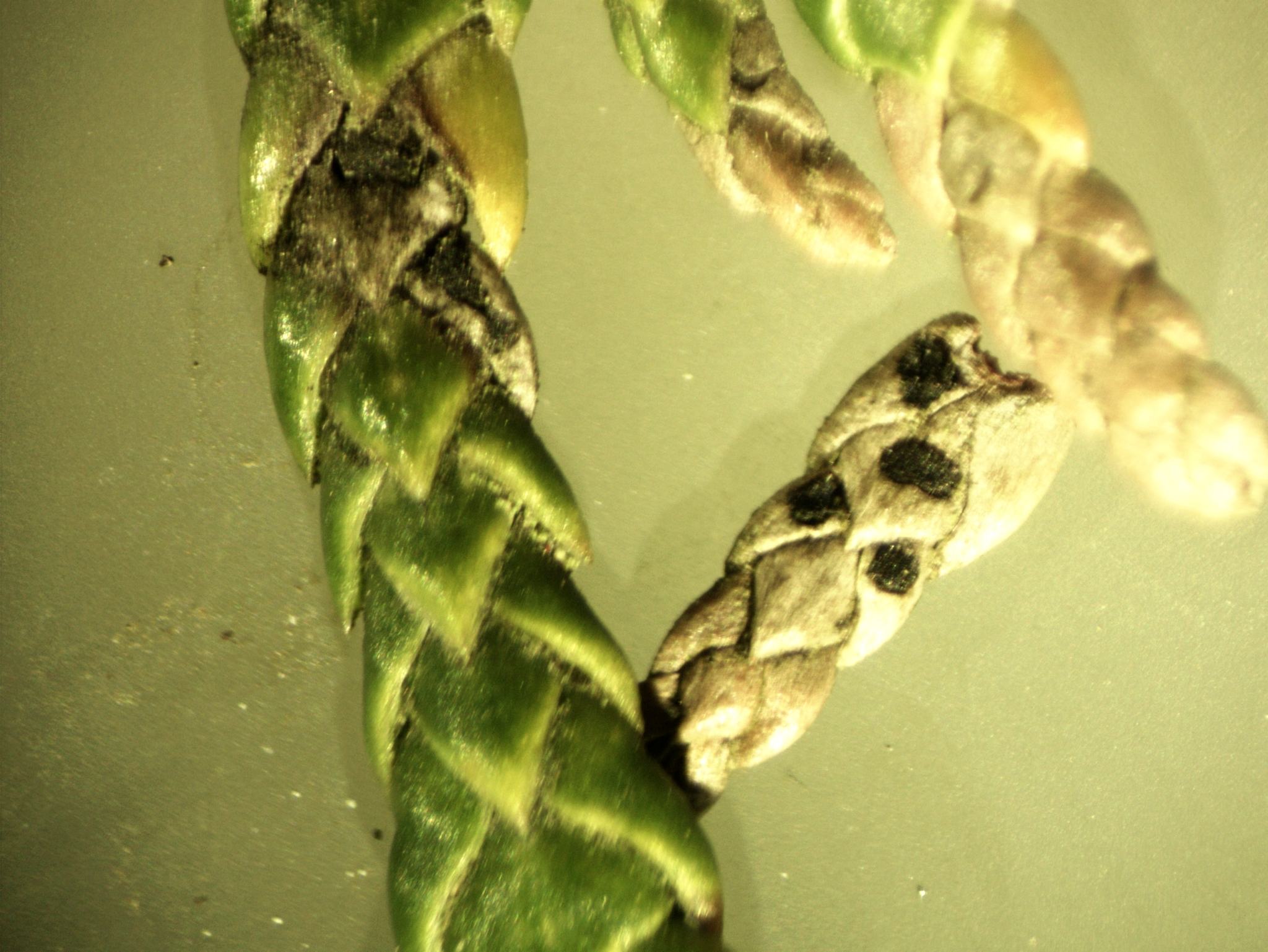 Didymascella thujina