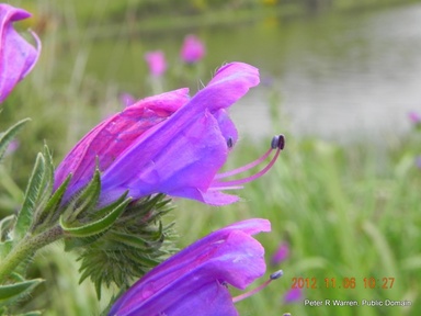 Echium plantagineum