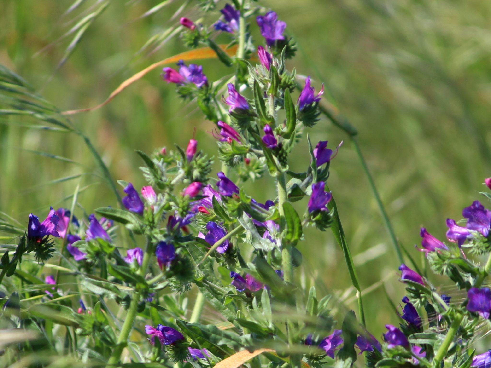 Echium plantagineum