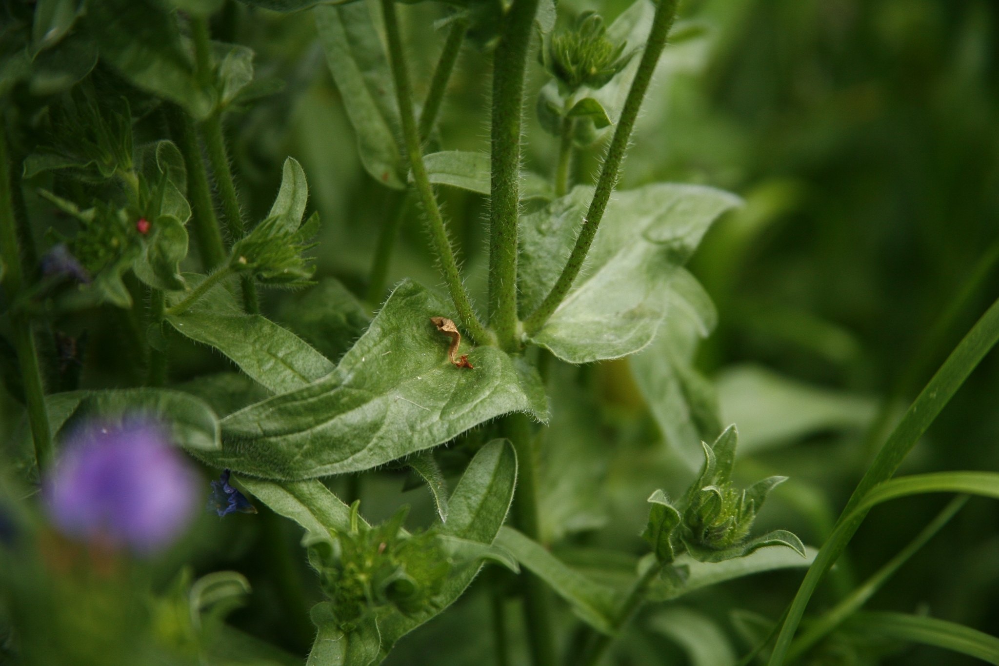 Echium plantagineum