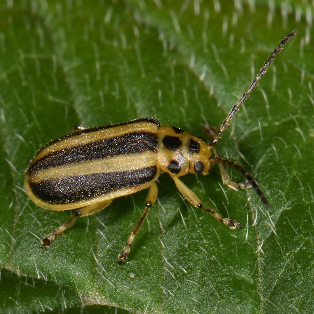 Trirhabda