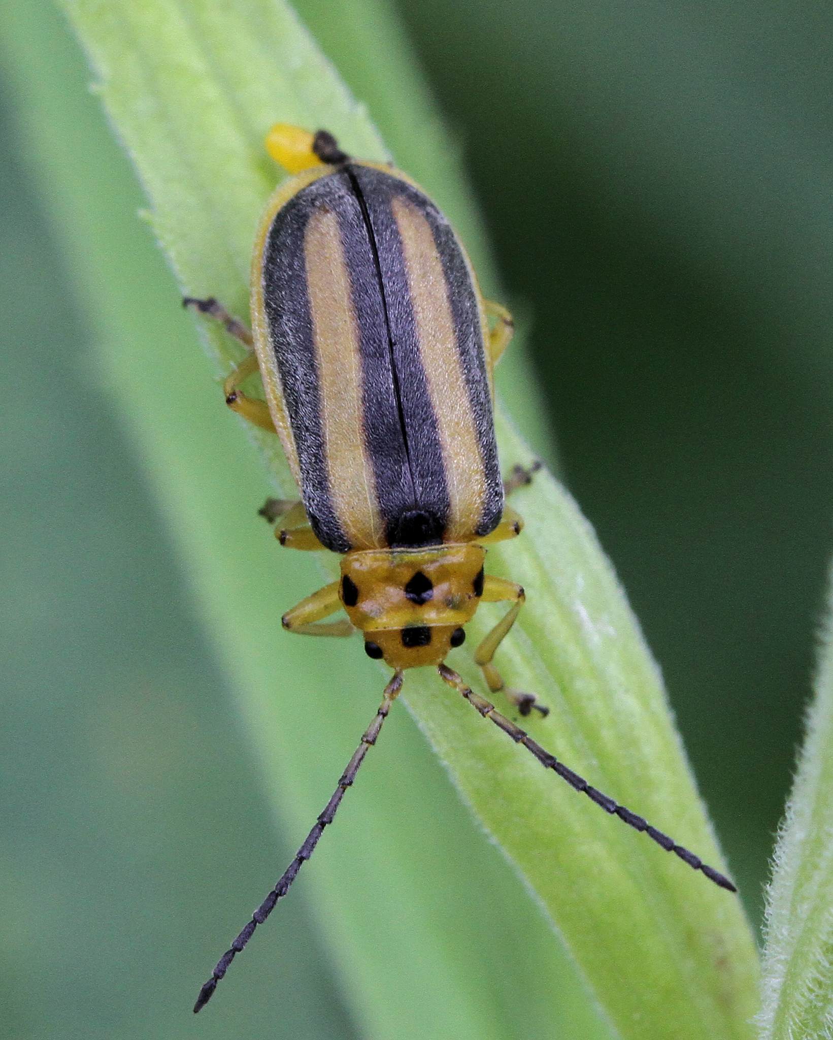 Trirhabda