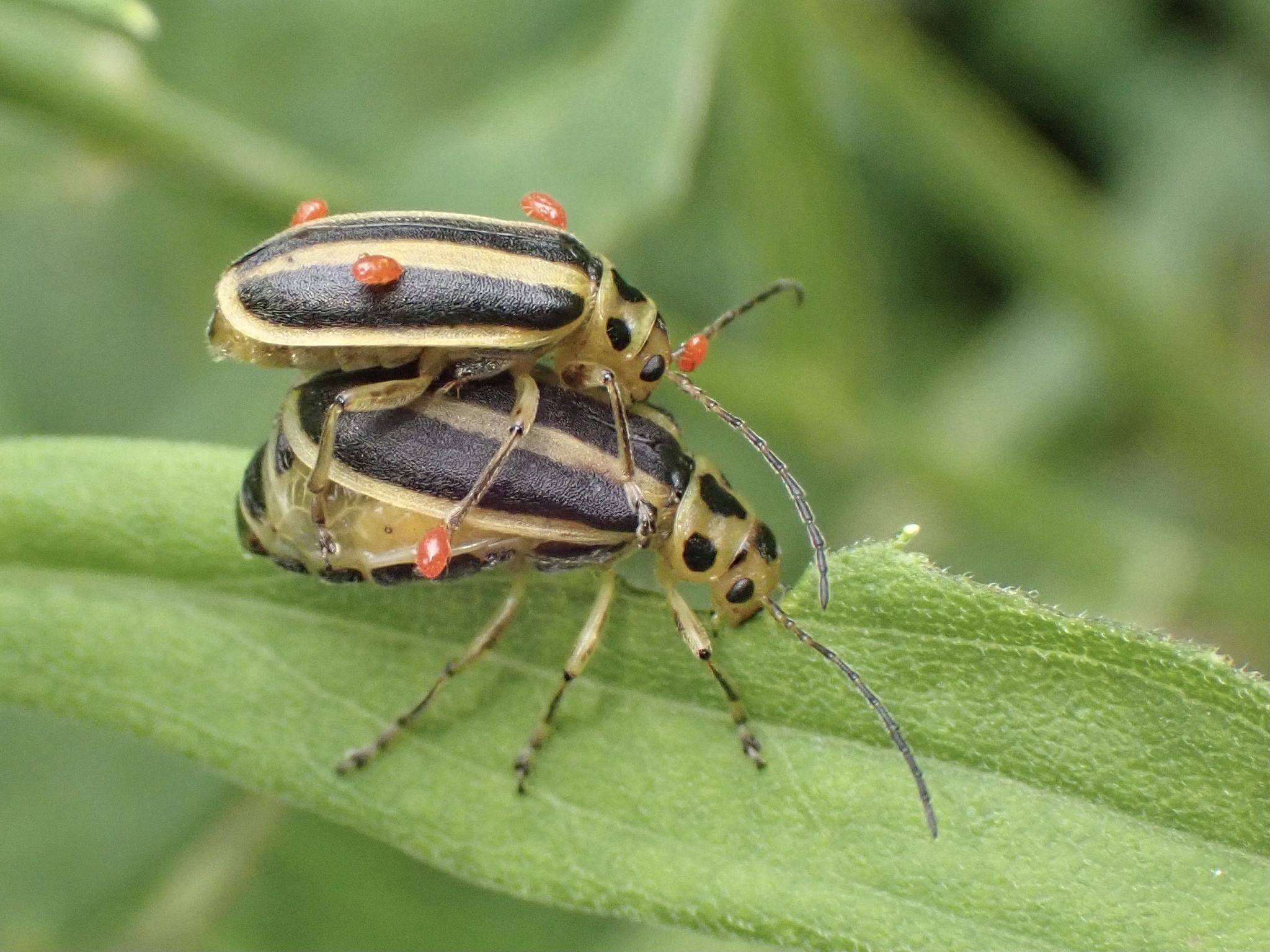 Trirhabda