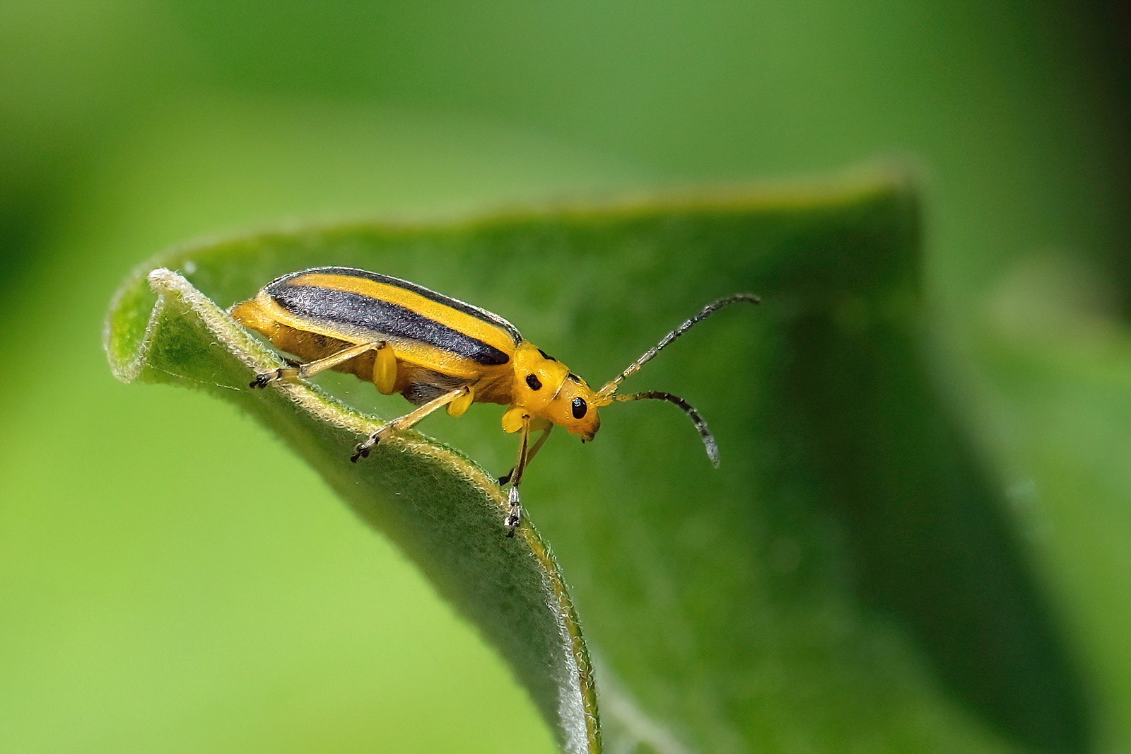Trirhabda