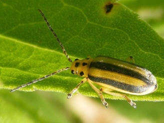 Trirhabda