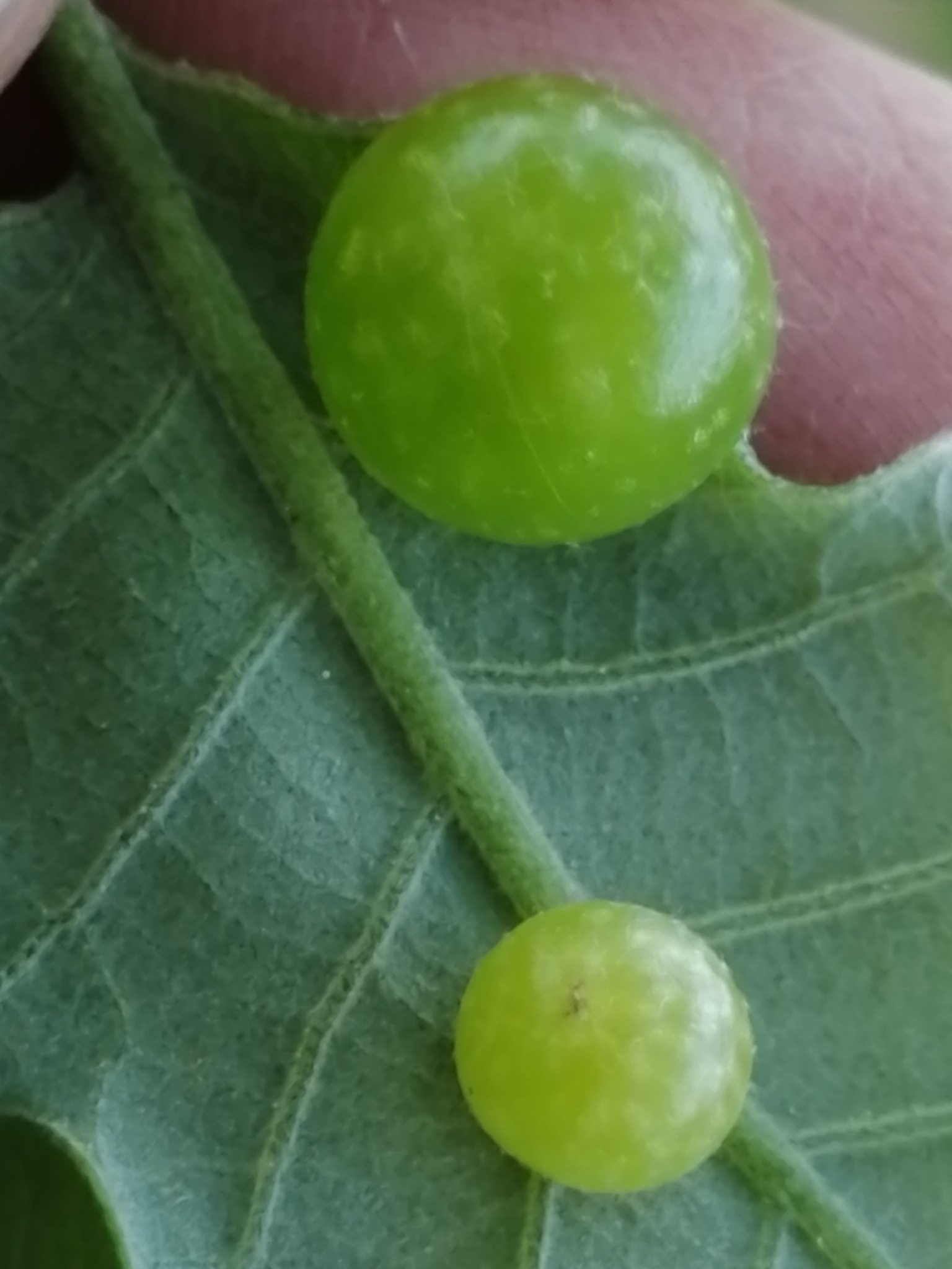 Neuroterus
