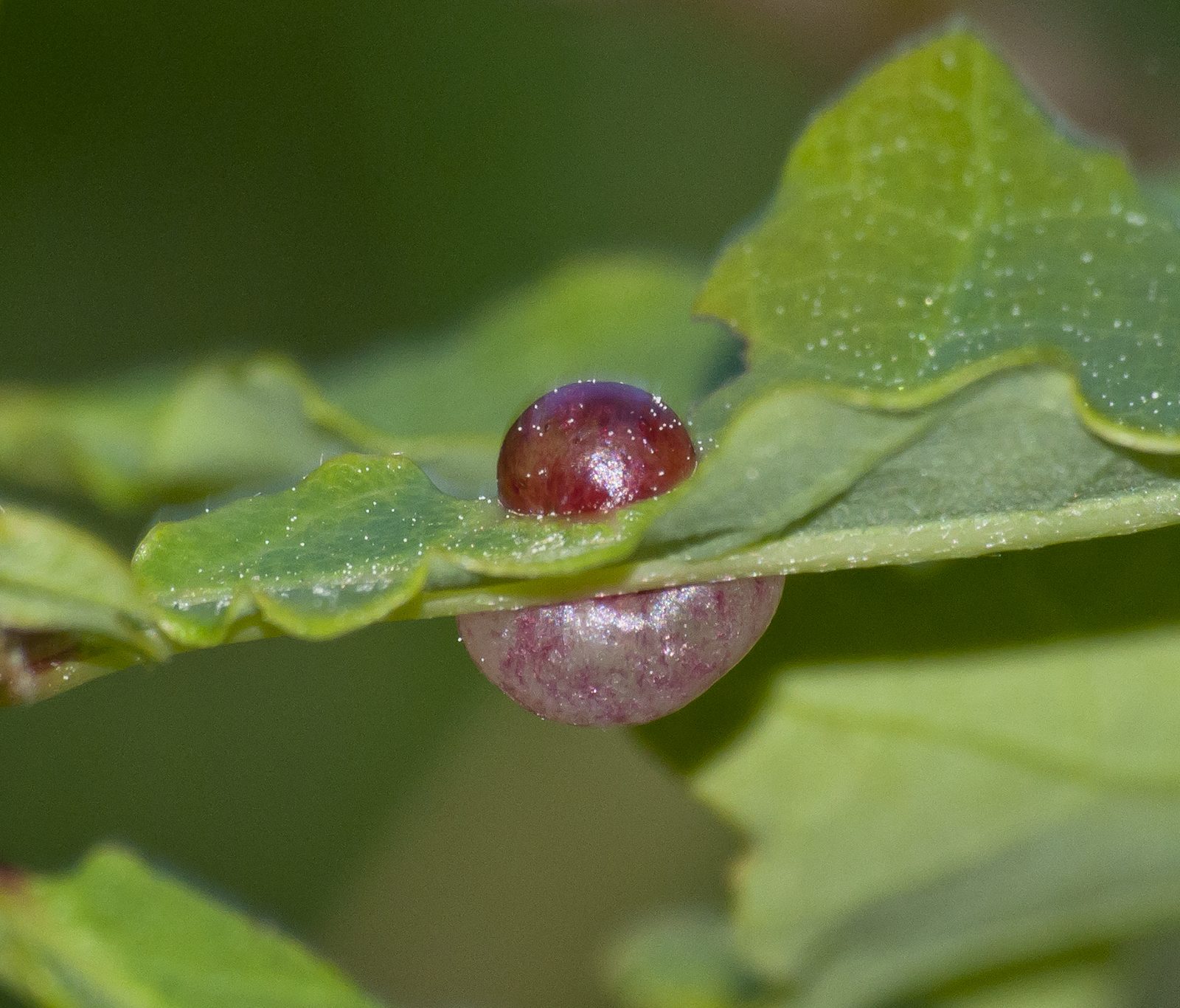 Neuroterus