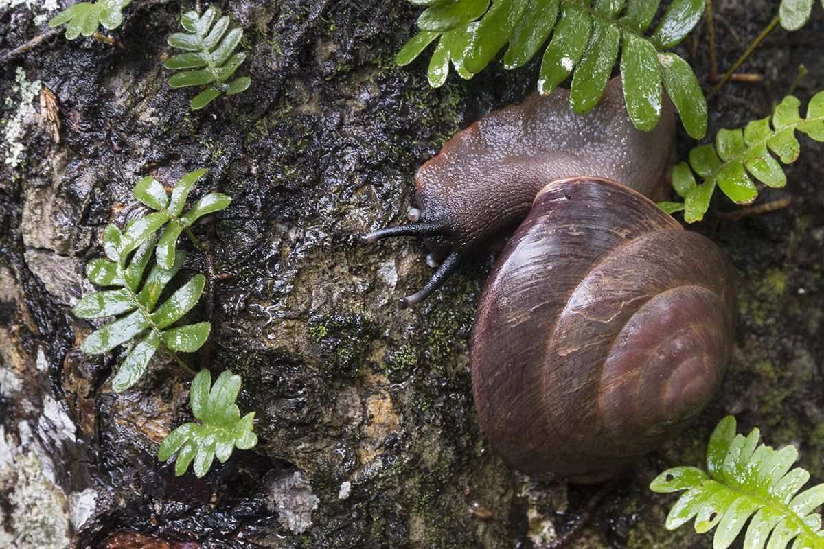 Caracolus excellens
