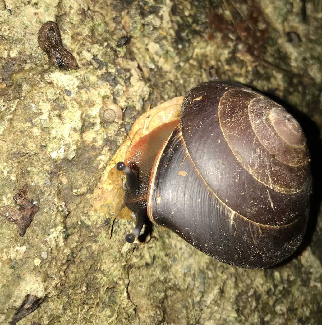 Caracolus excellens