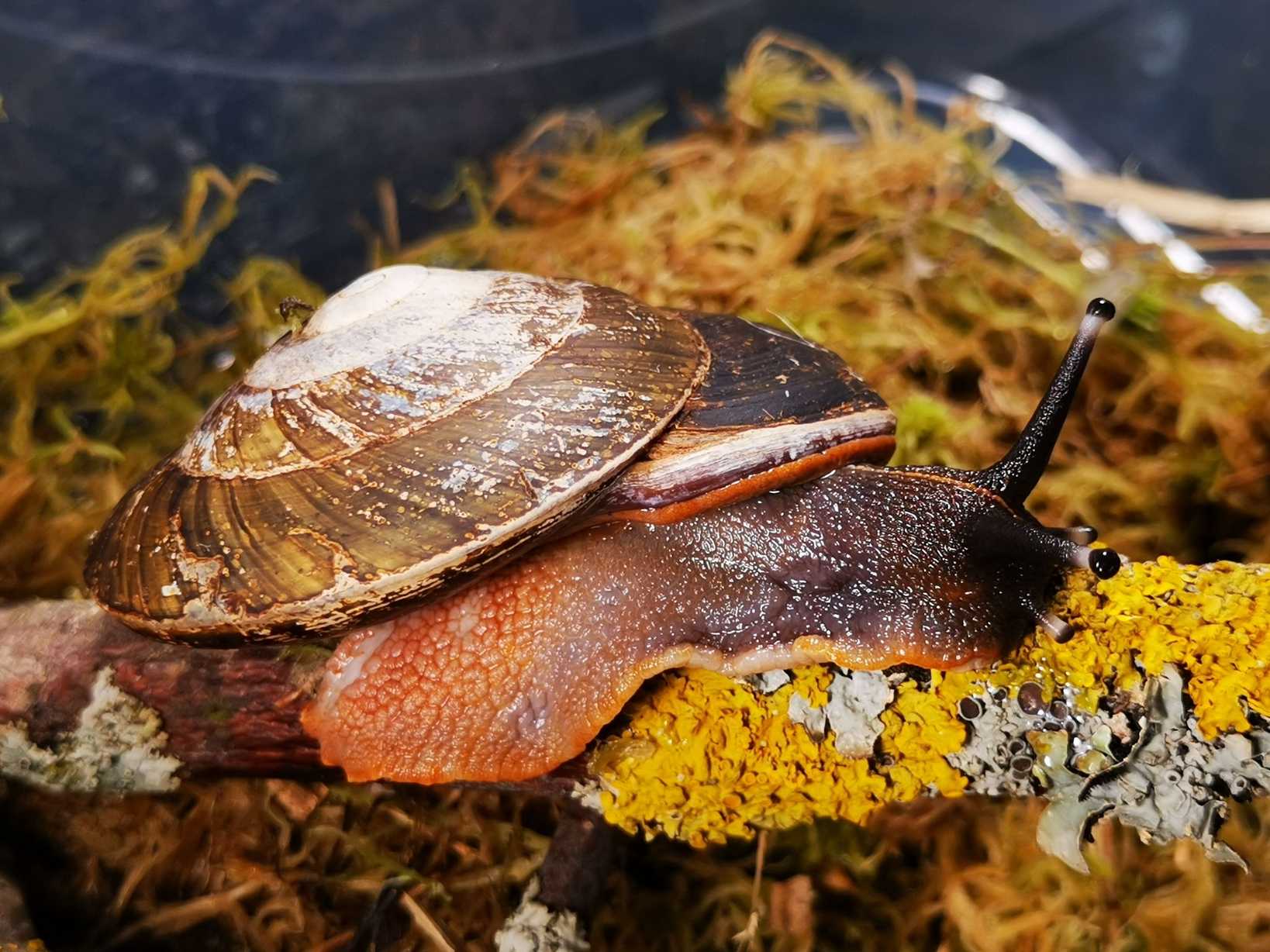 Caracolus excellens