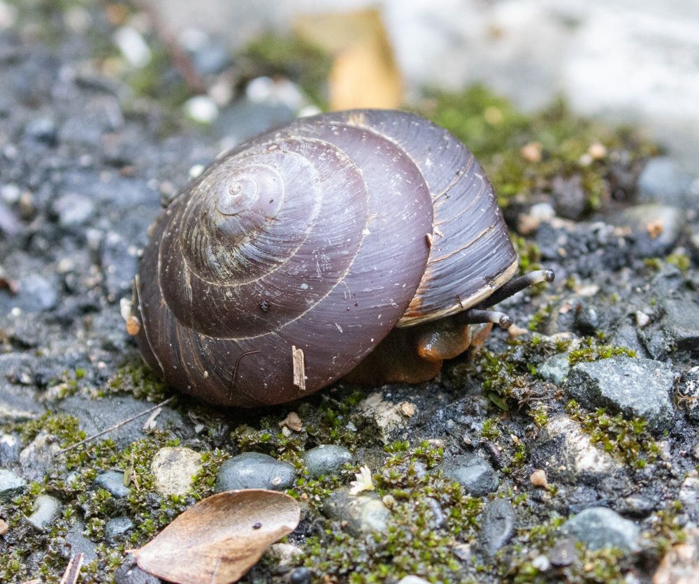 Caracolus excellens