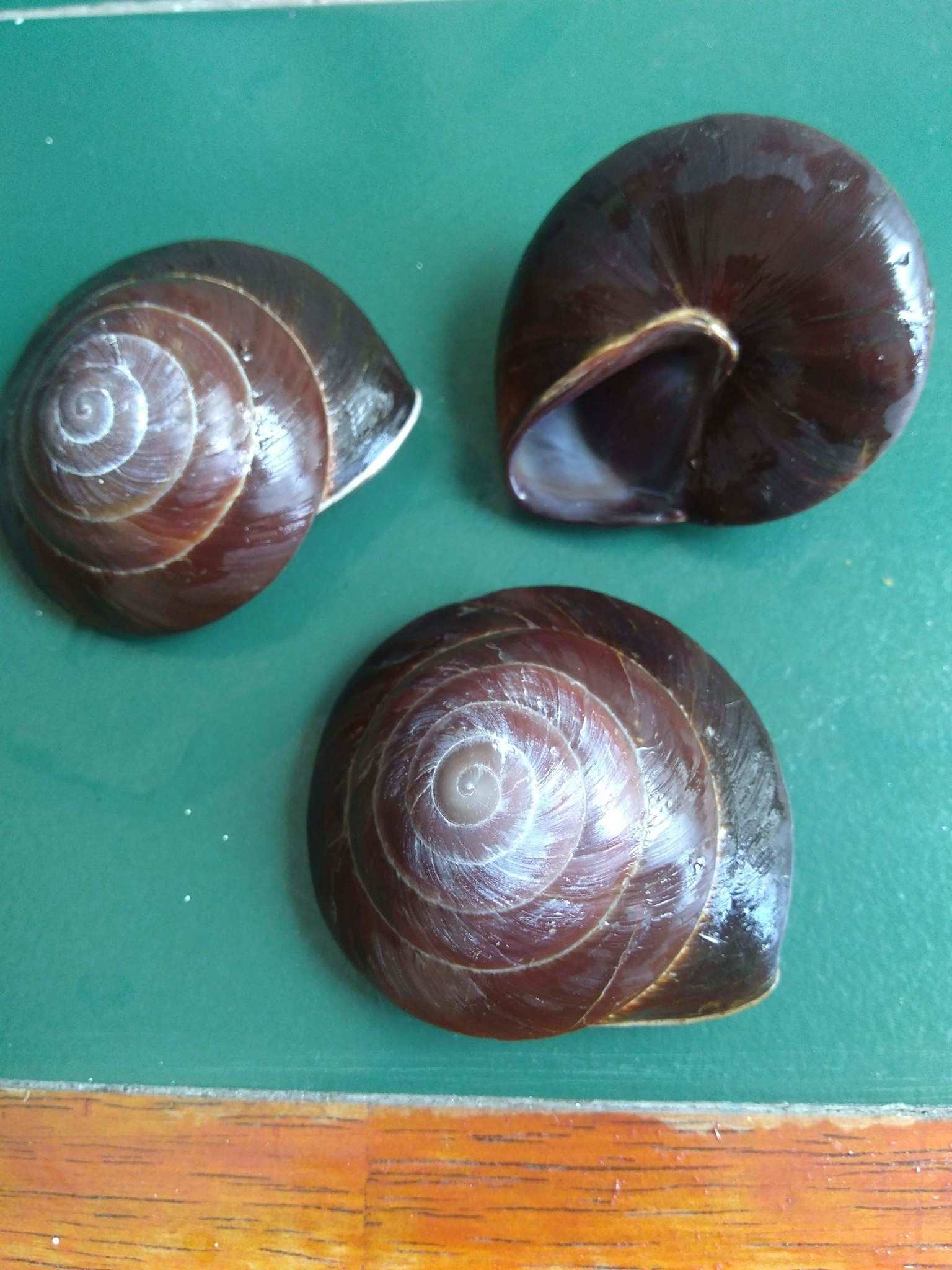 Caracolus excellens