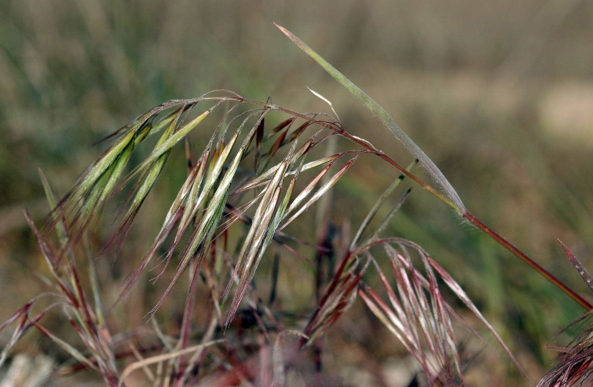 Bromus tectorum