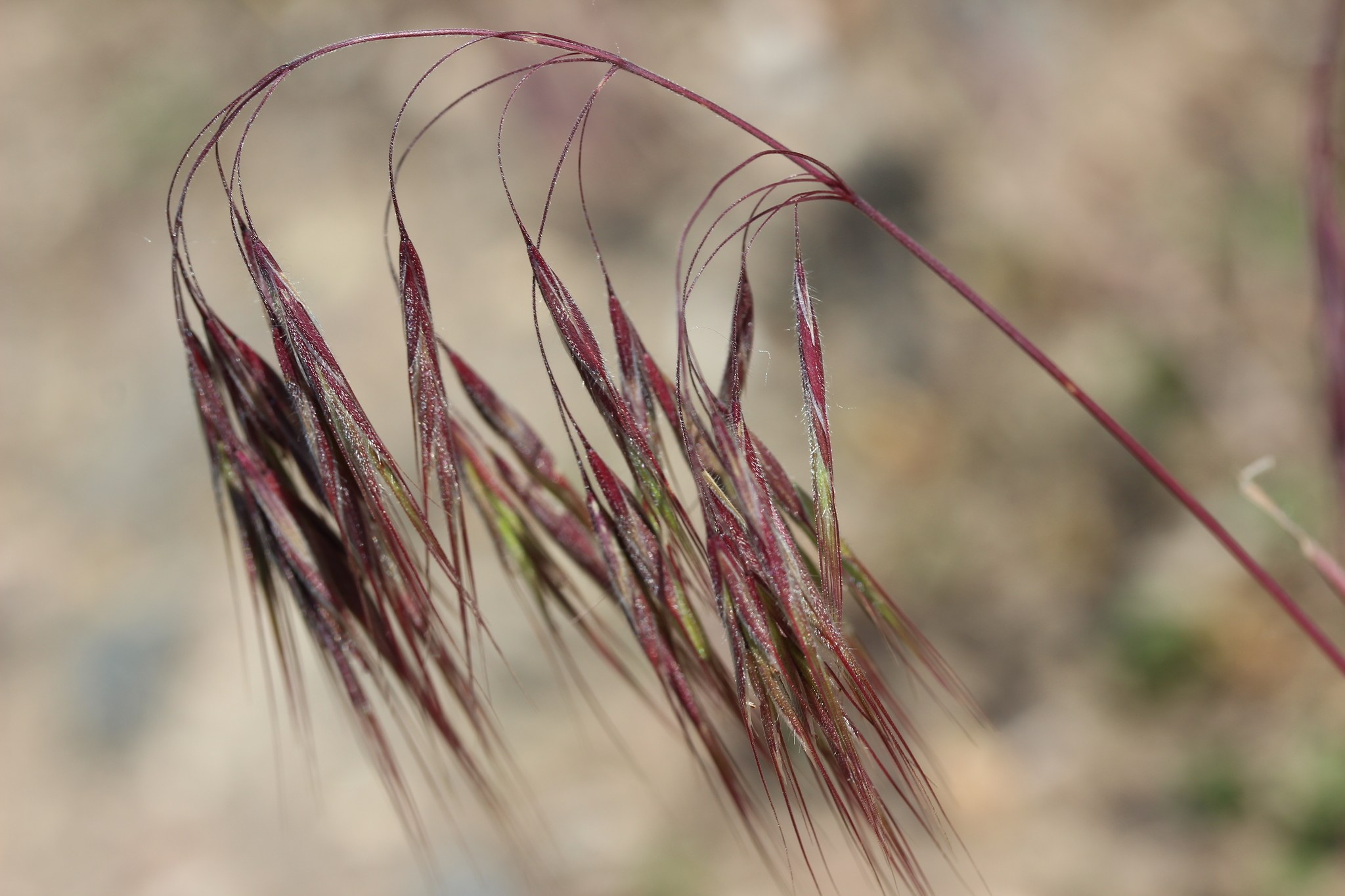 Bromus tectorum