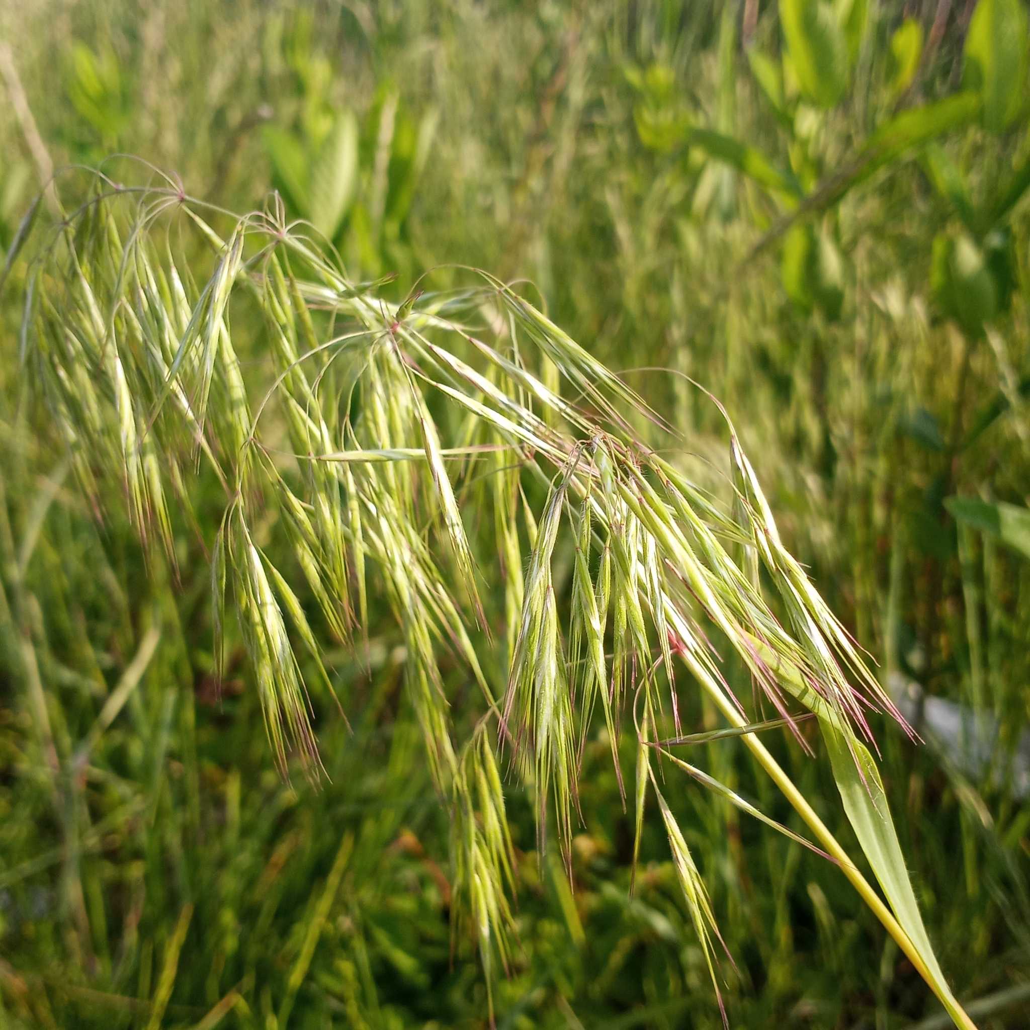 Bromus tectorum