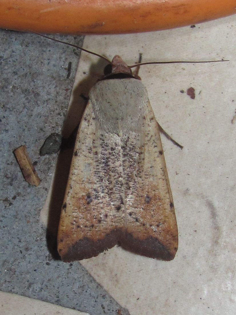Anicla ignicans