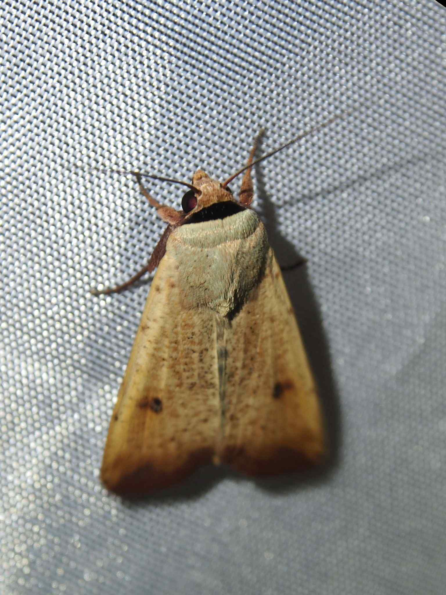 Anicla ignicans
