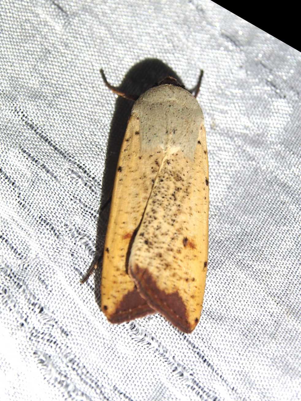 Anicla ignicans