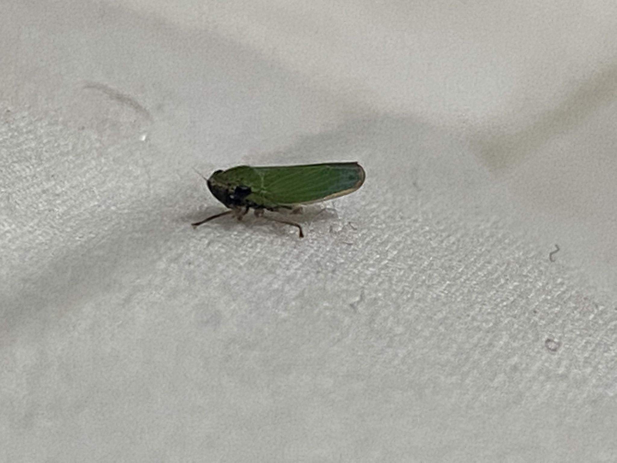 Draeculacephala clypeata