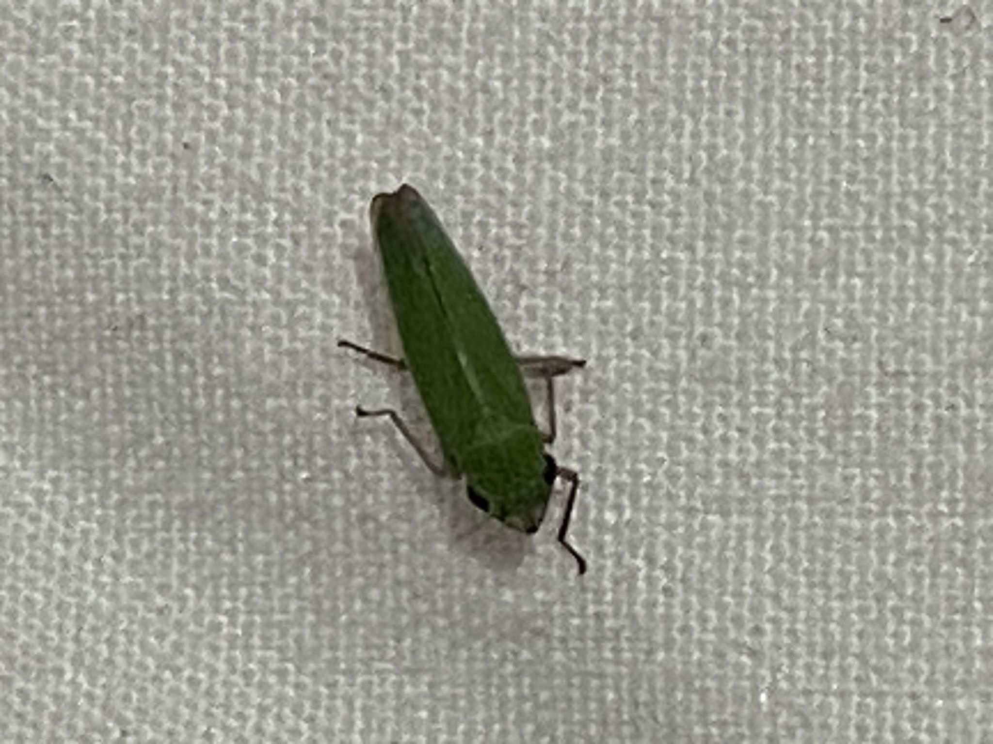 Draeculacephala clypeata