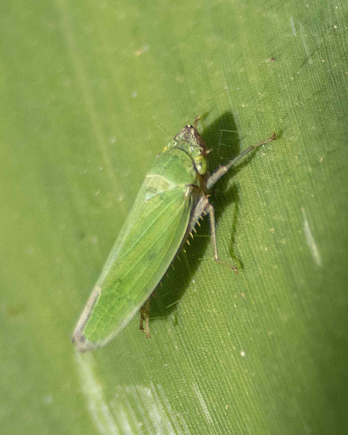 Draeculacephala clypeata