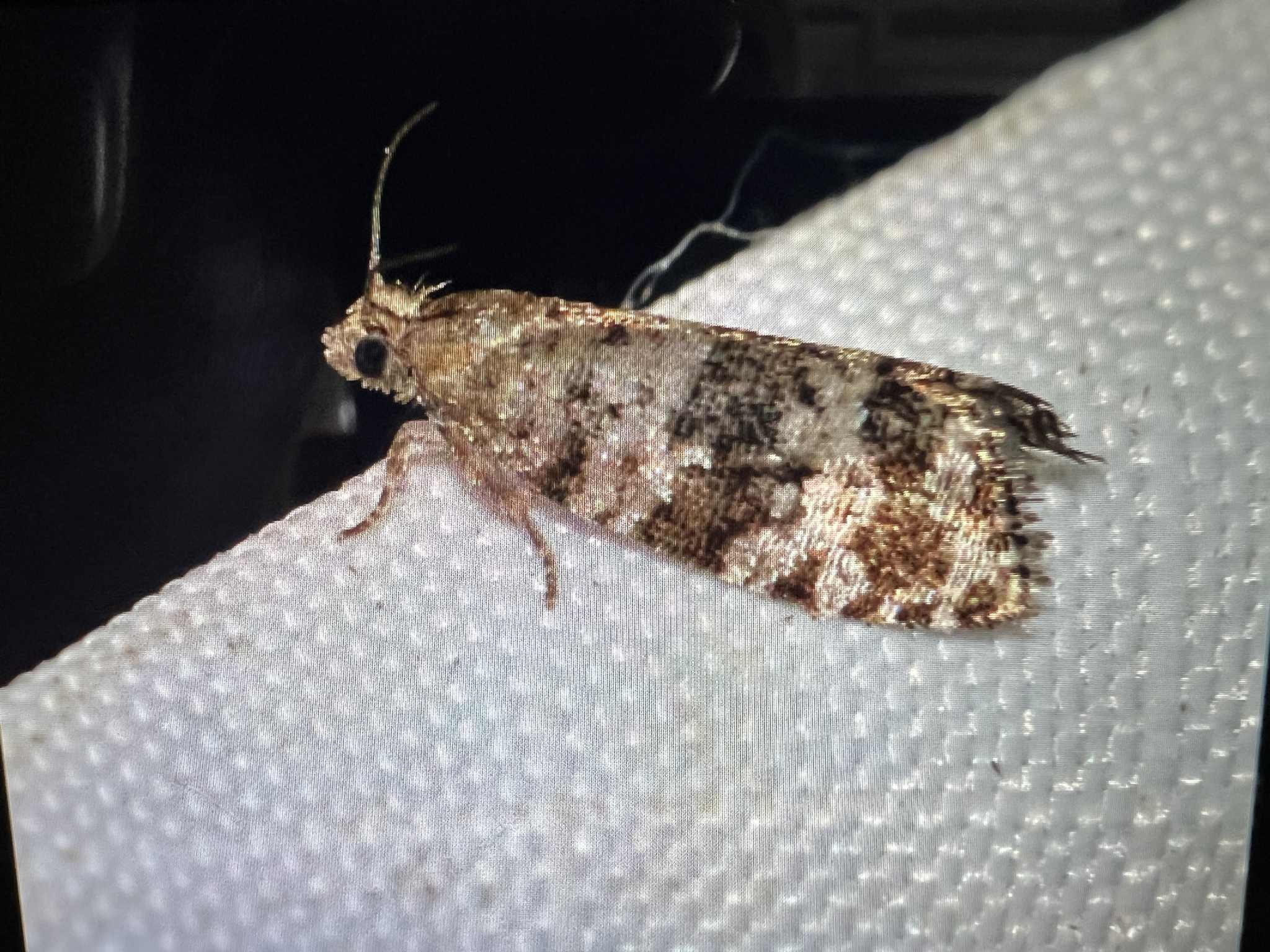Taniva albolineana