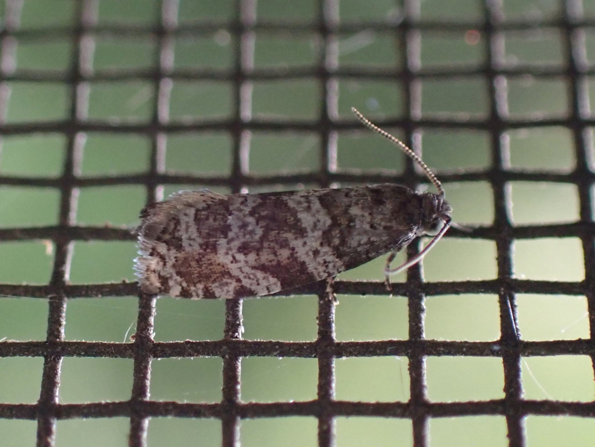 Taniva albolineana