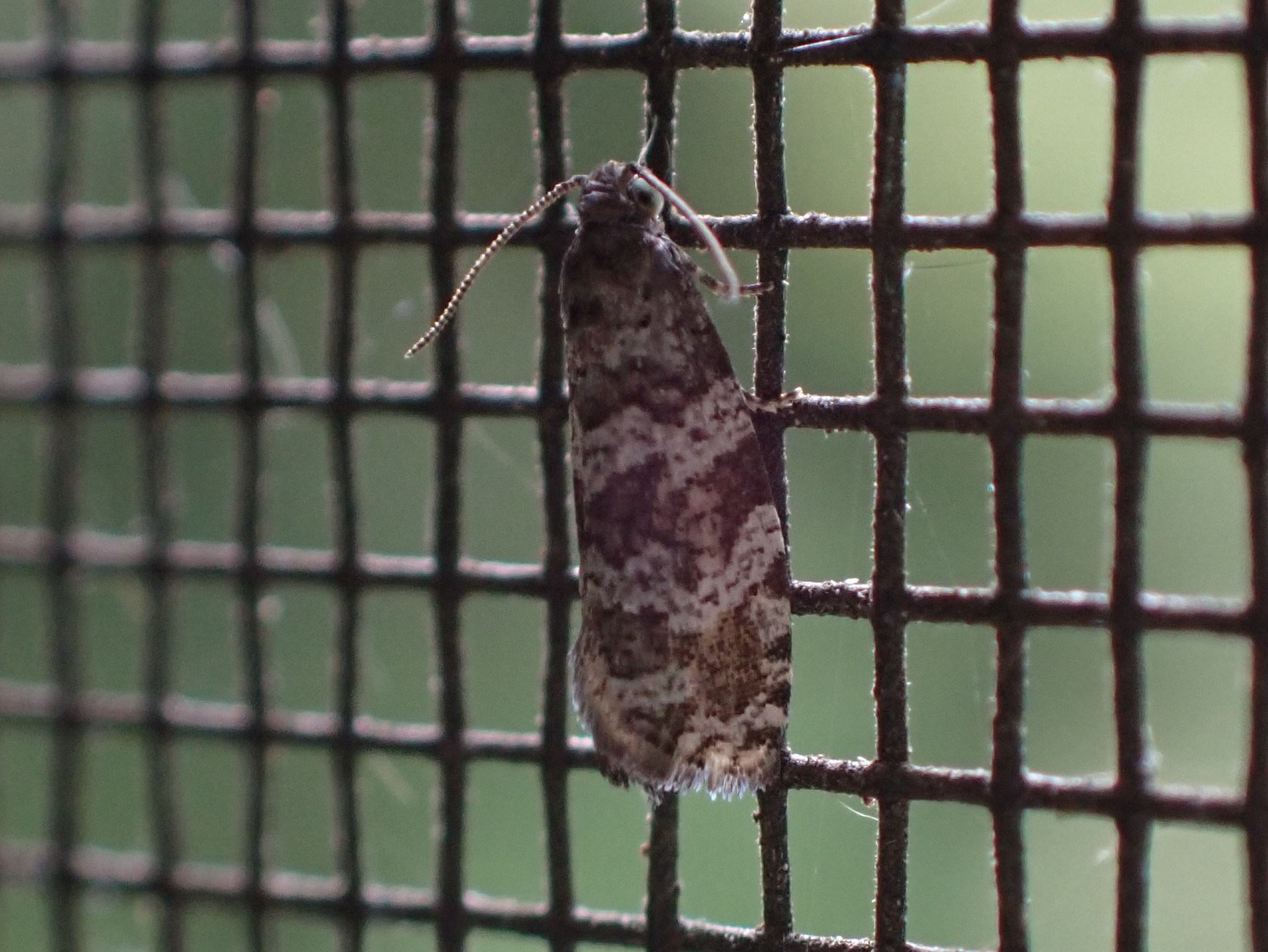 Taniva albolineana