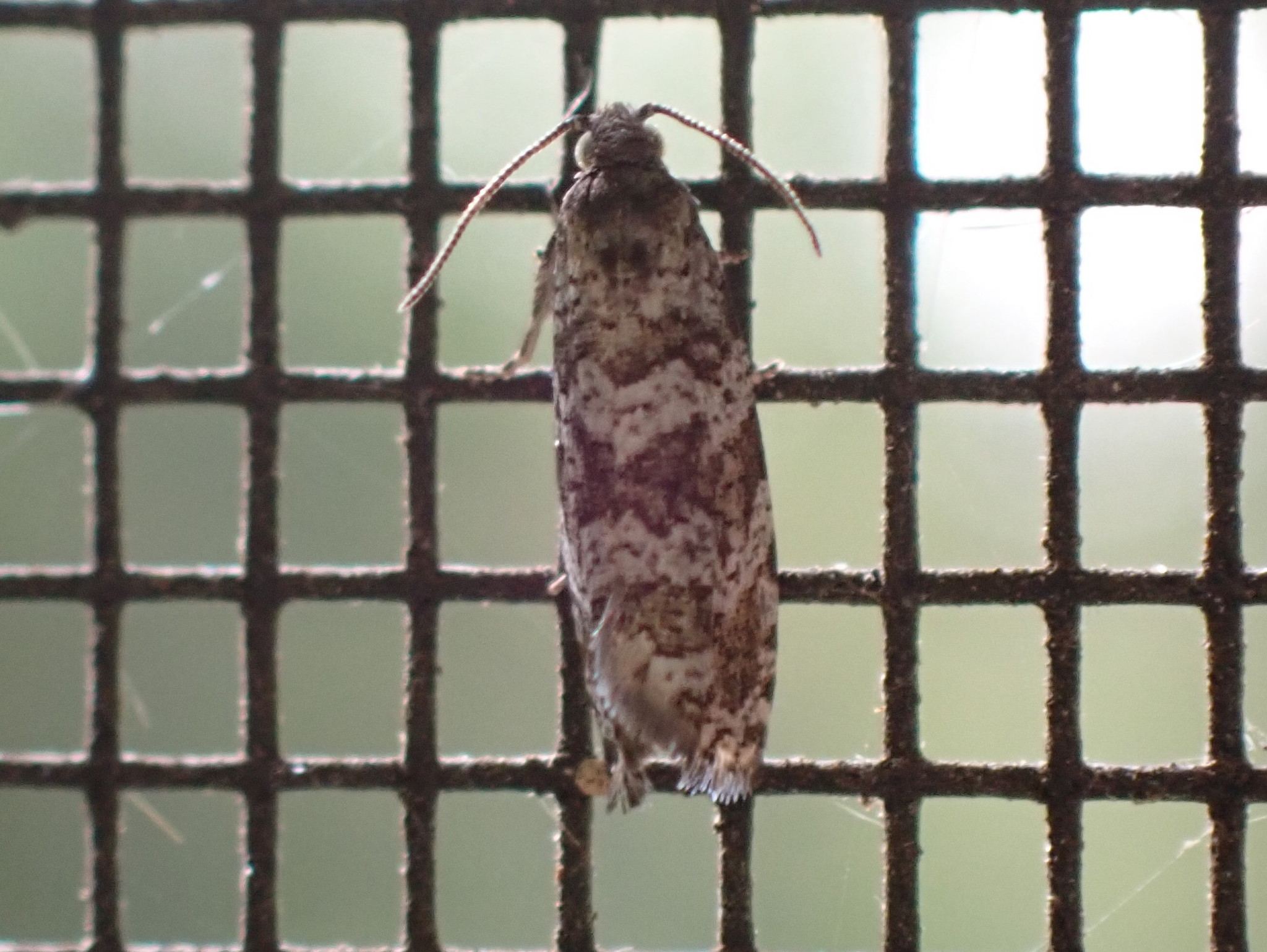 Taniva albolineana