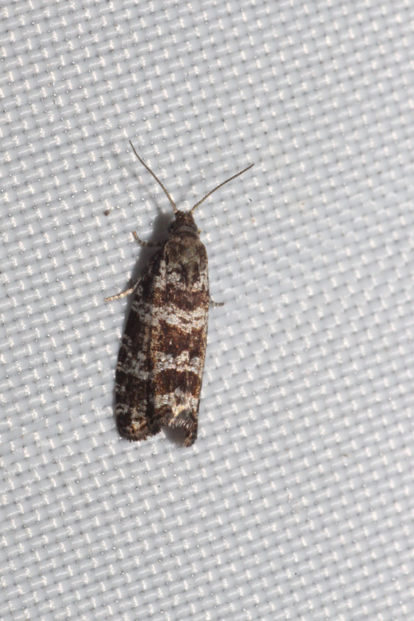 Taniva albolineana