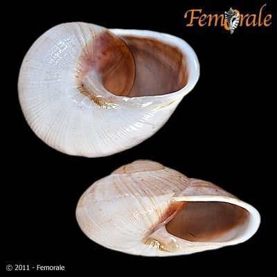 Thelidomus cognata