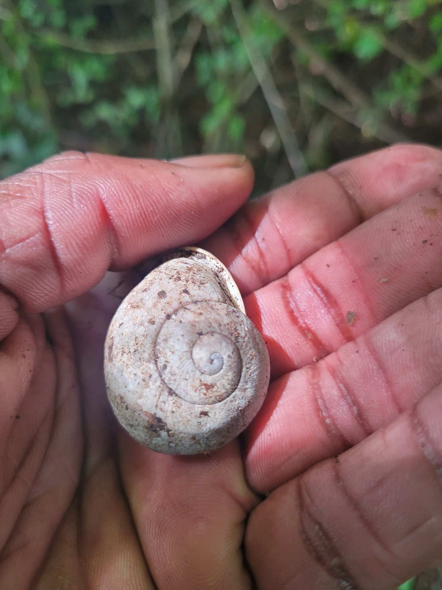 Thelidomus cognata