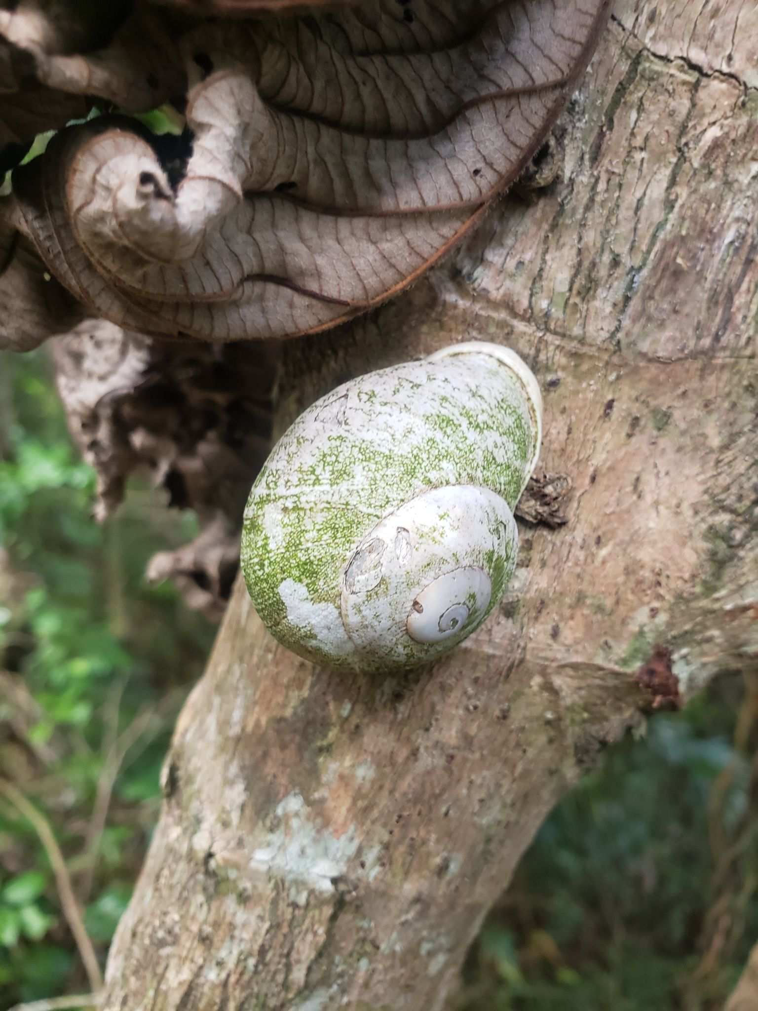 Thelidomus cognata