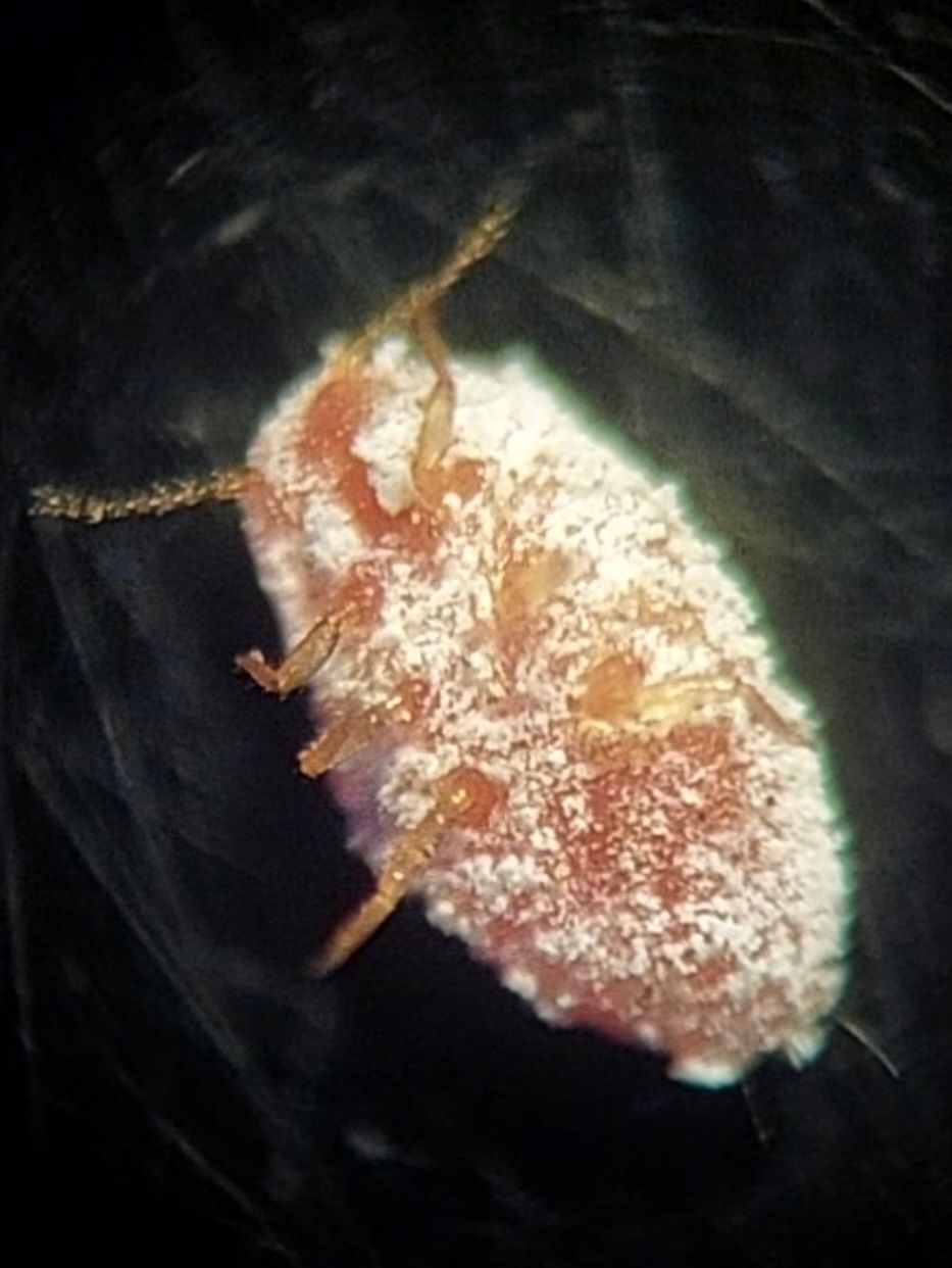 Peliococcus